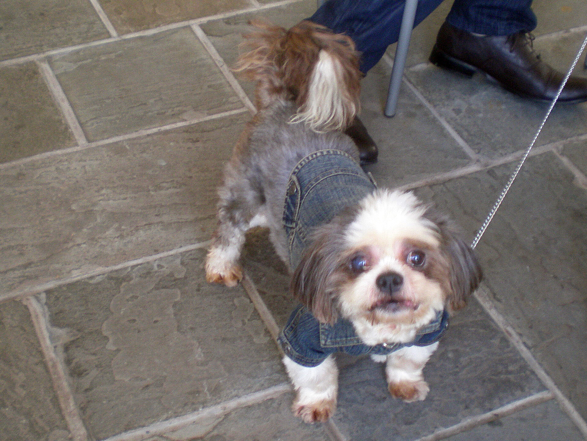 DogDay_2011-cropP1010062.jpg