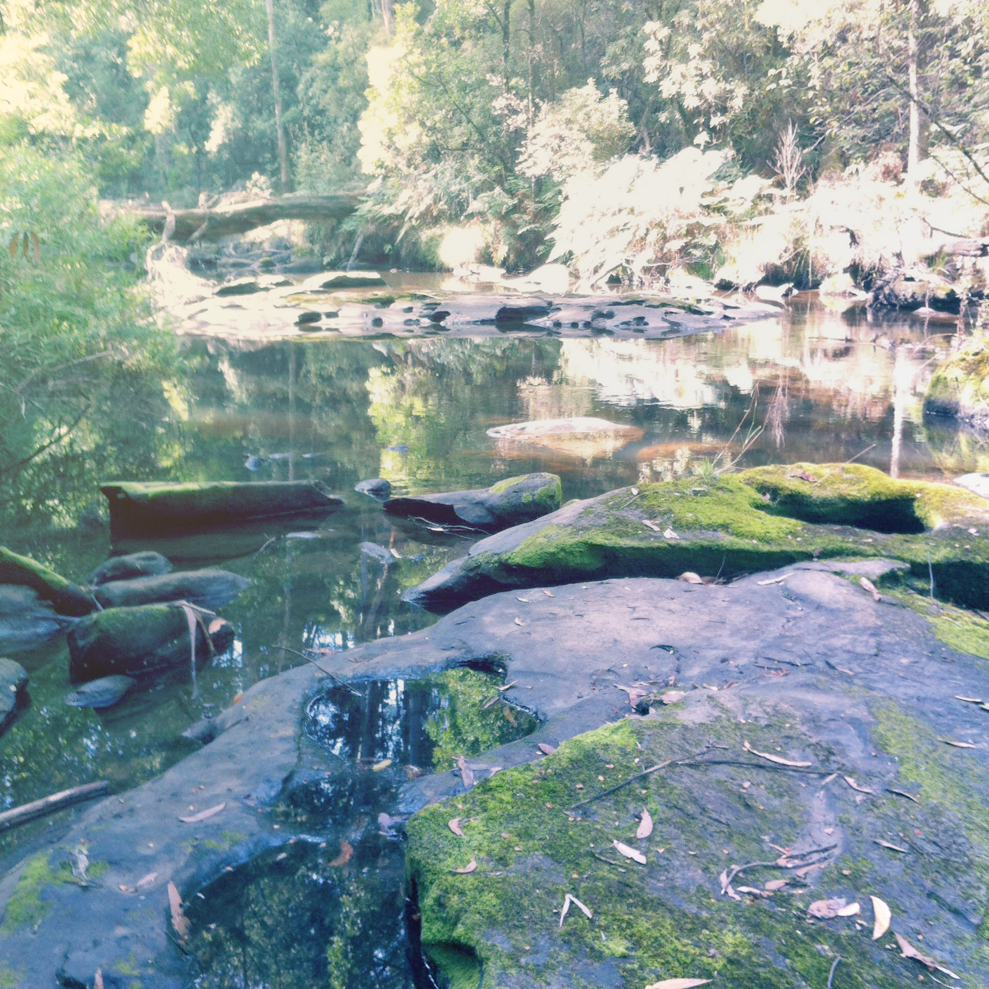 The Otways - an ideal natural wedding location.