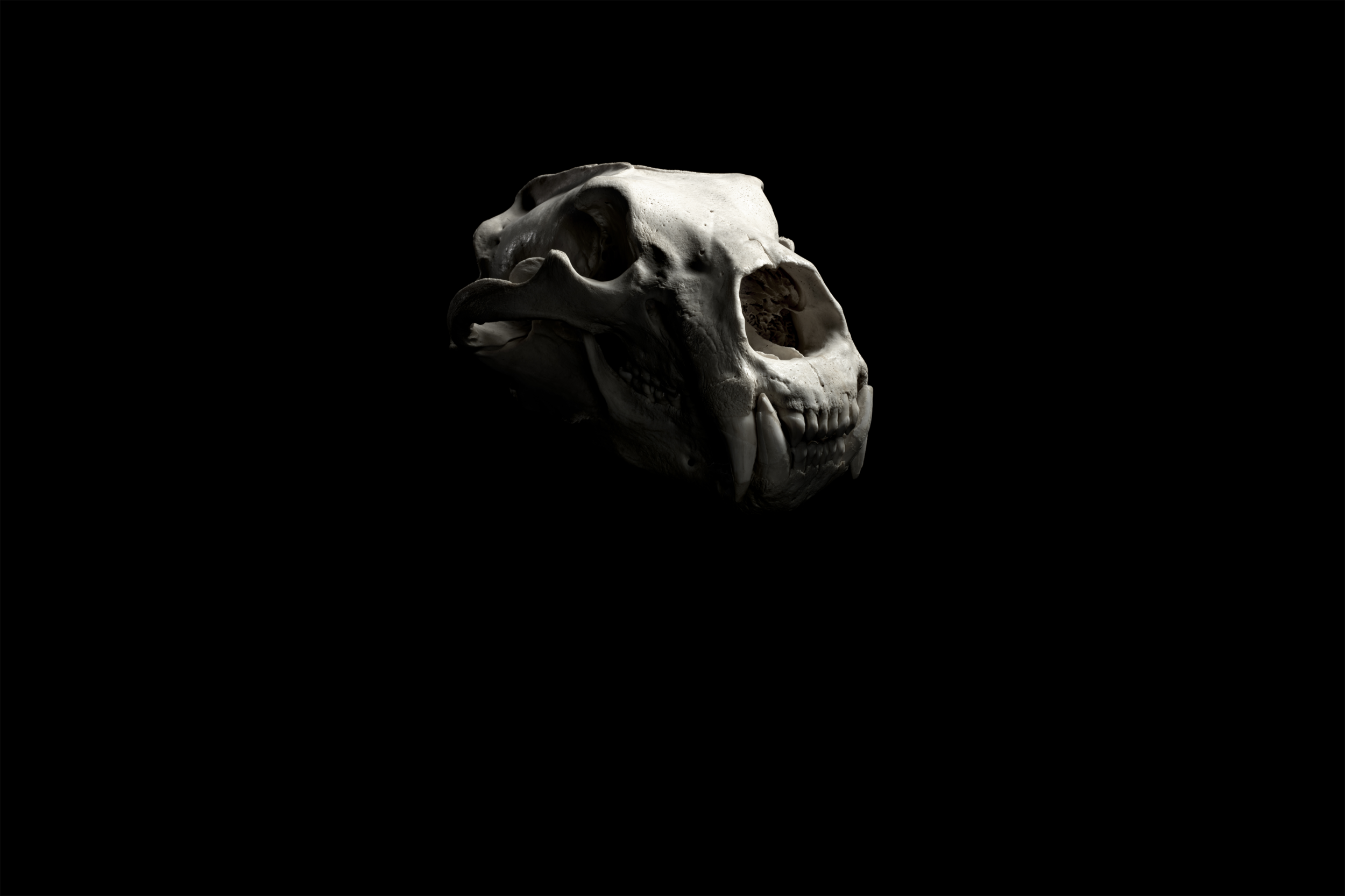 The Endangered Series by Clint Jenkins