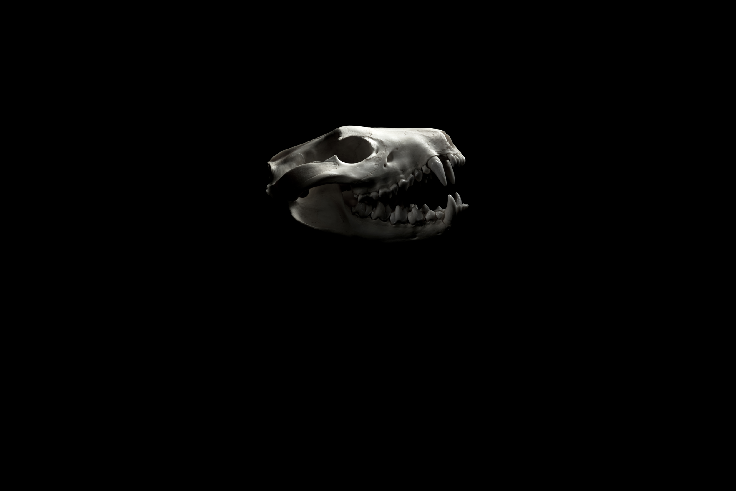 The Endangered Series - Clint Jenkins