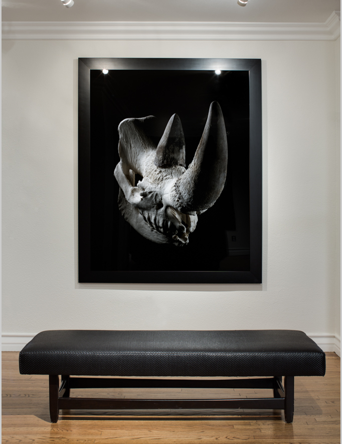 Rhino_Gallery_2.png