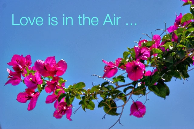love is in the air.jpg