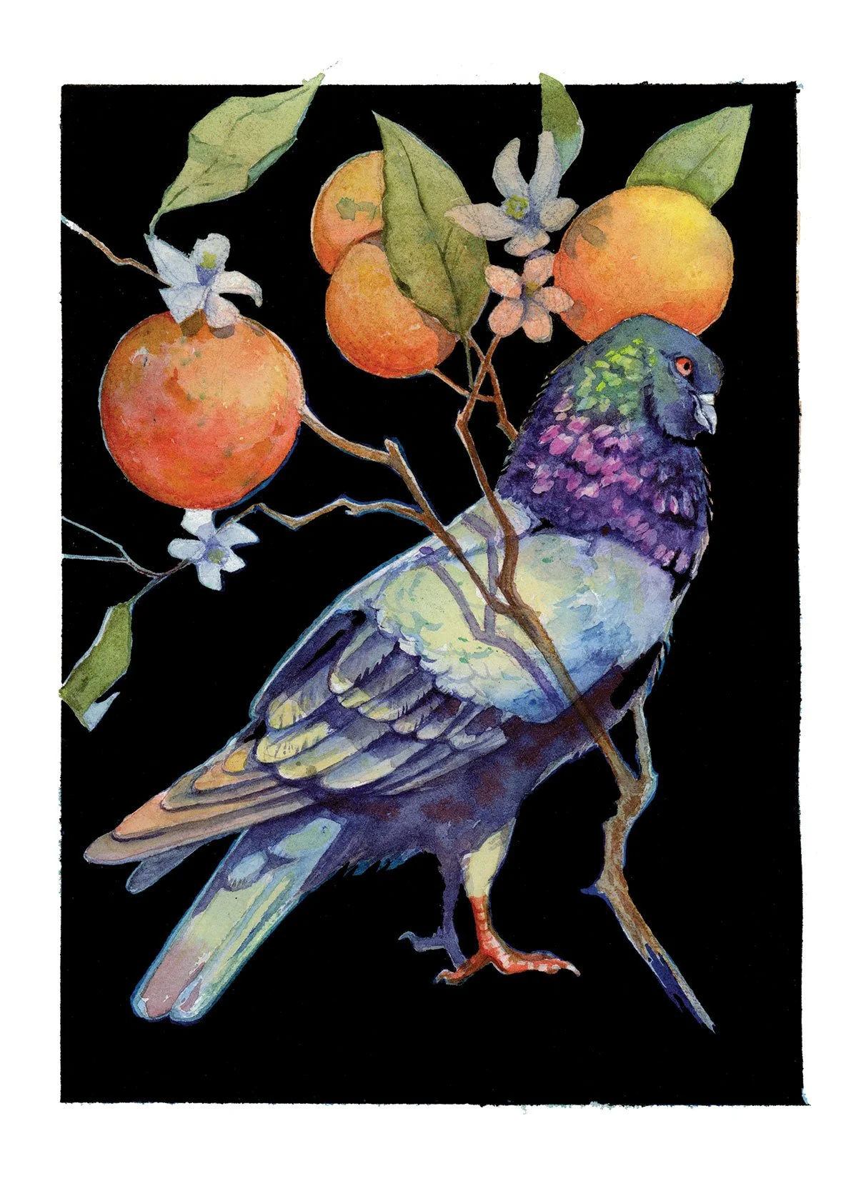 Oranges