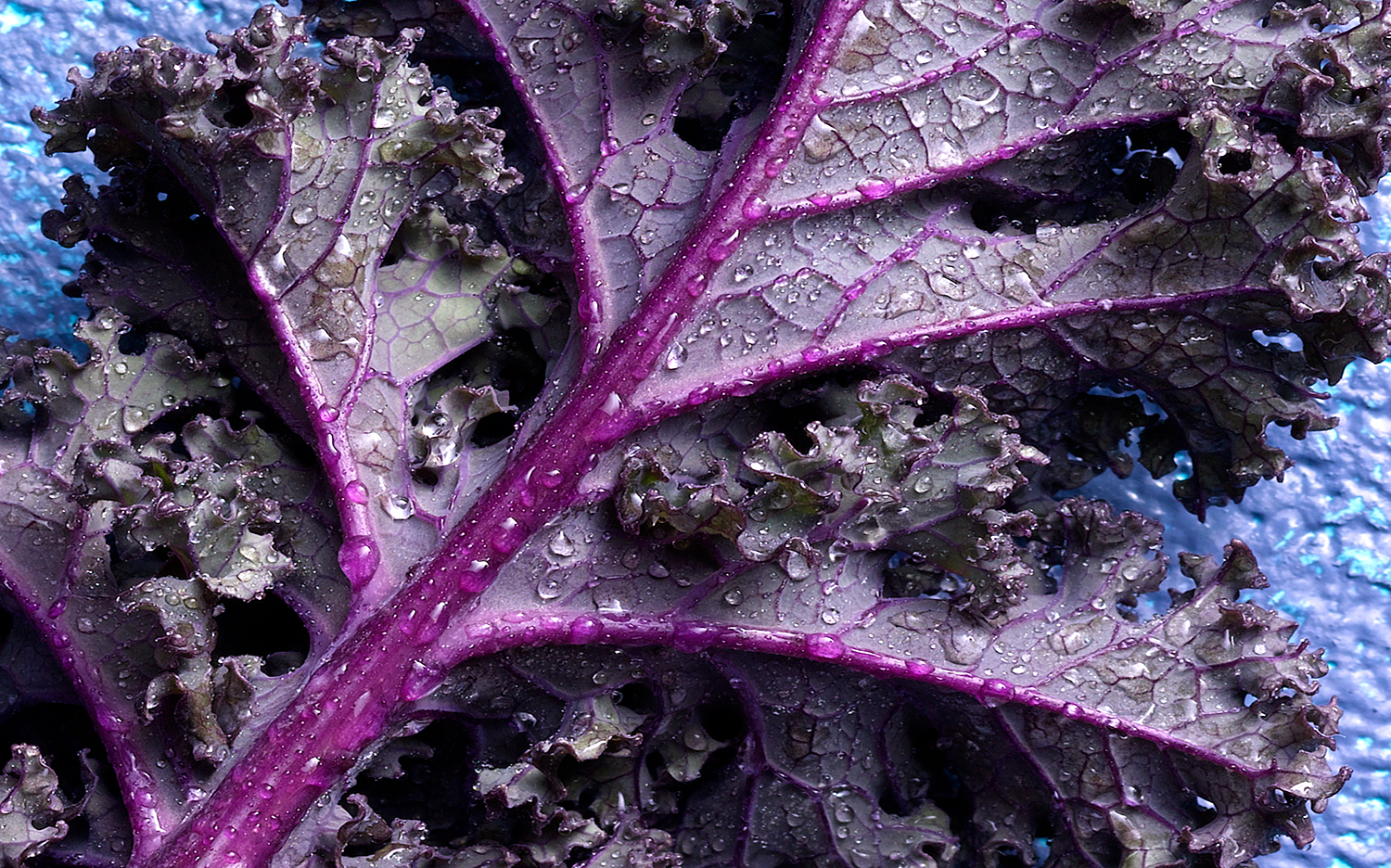 red-kale_cropped-adjusted-copy.jpg