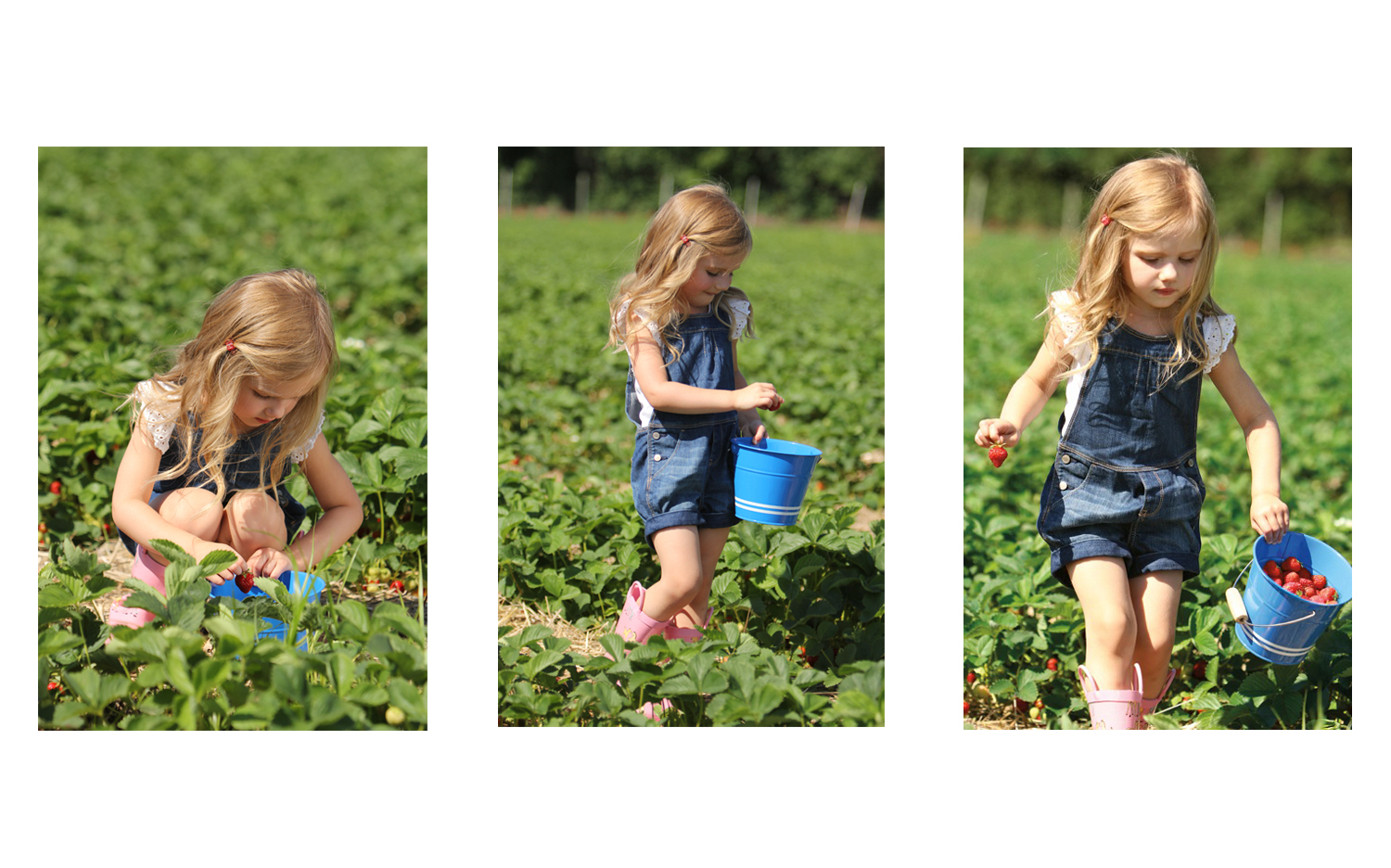 Strawberry_Comp_Website-Template.jpg
