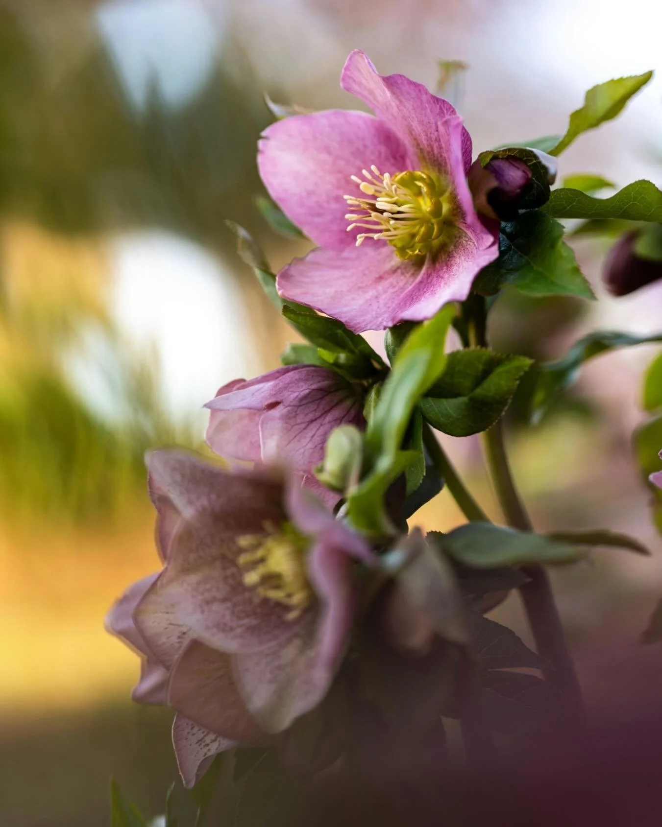 May this weekend sprout joy 🌸

#flowers #lentenrose #spring #easterweekend #blooms