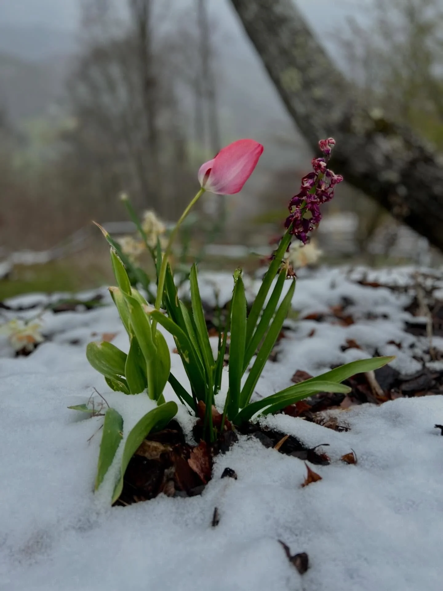 🌿❄️🌷the cooler weather and this weekend reminded us of when it snowed on Palm Sunday in 2022🏔️

#sunday #palmsunday #snow #tulips #tulip