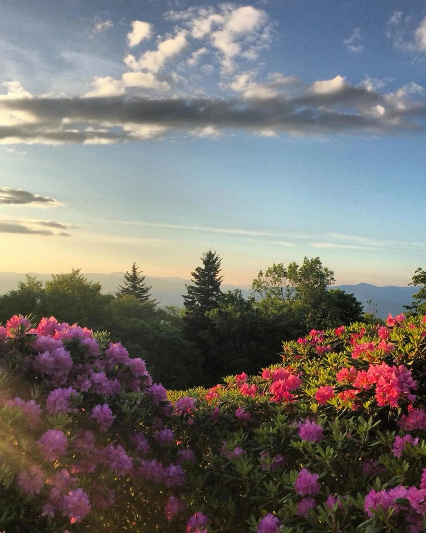 😍Only a few weeks until Western North Carolina looks like this 🌺⛰️

#rhododendron #blooms #blueridgemountains #blueridgeparkway #asheville