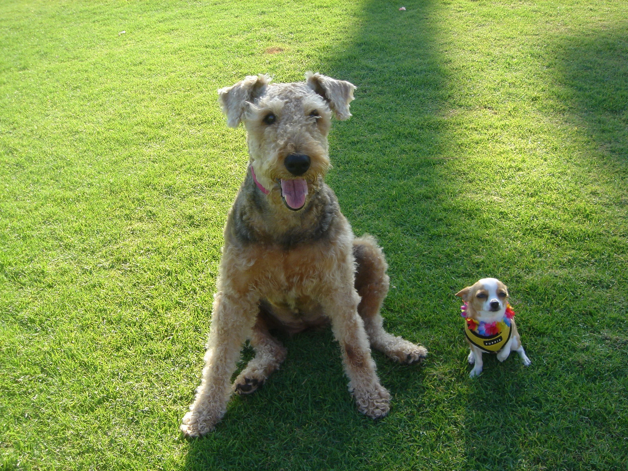 The size of Dogs