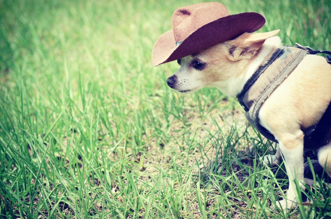 Lemon Drop Cowgirl.jpg