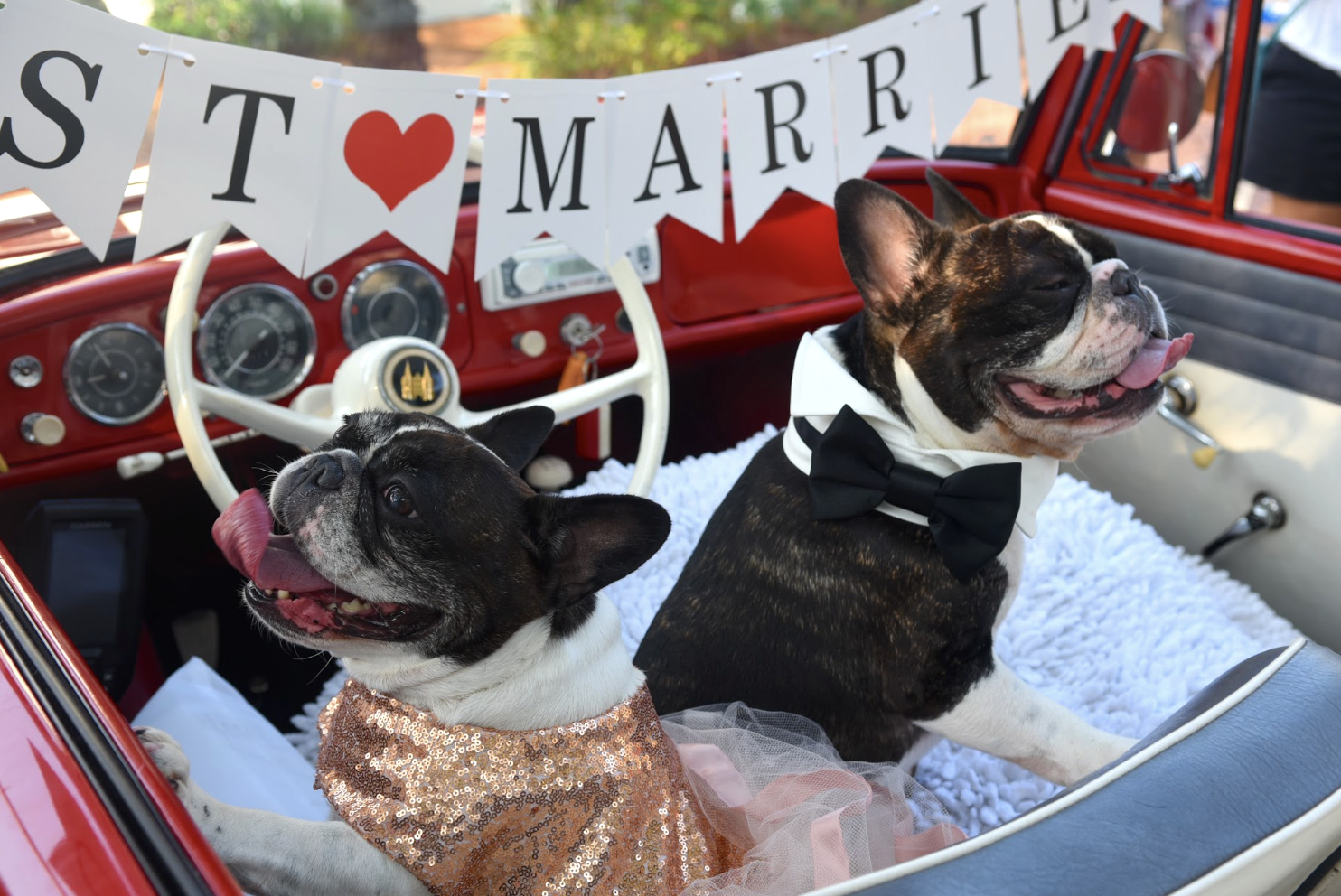 Tux and Angel Rowbo, Bride and Groom, Dog Harmony Calendar