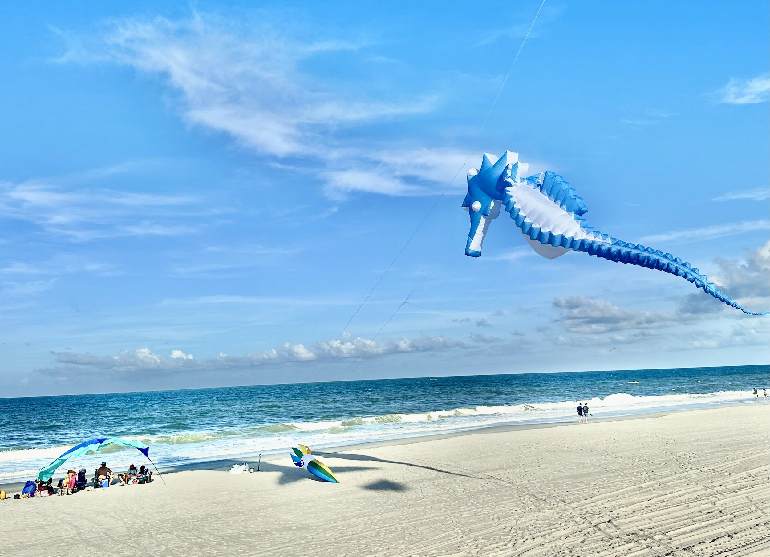 Seahorse observing humanity.