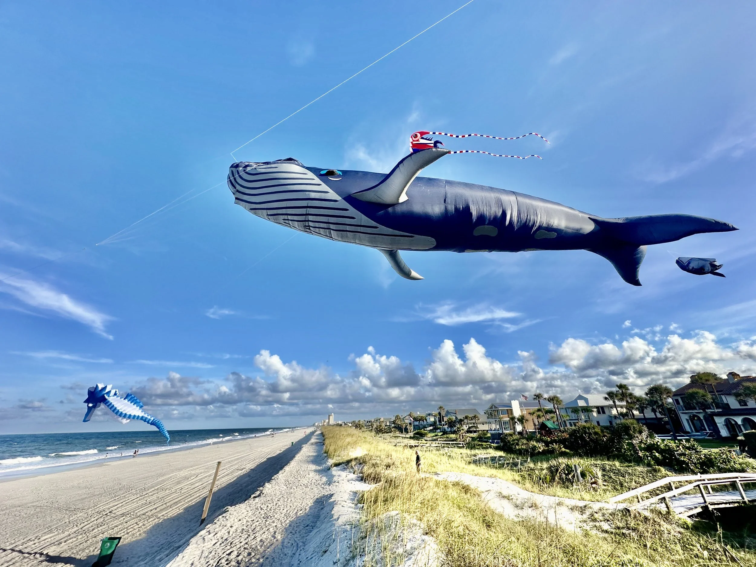 Moby flying home to the big blue sea