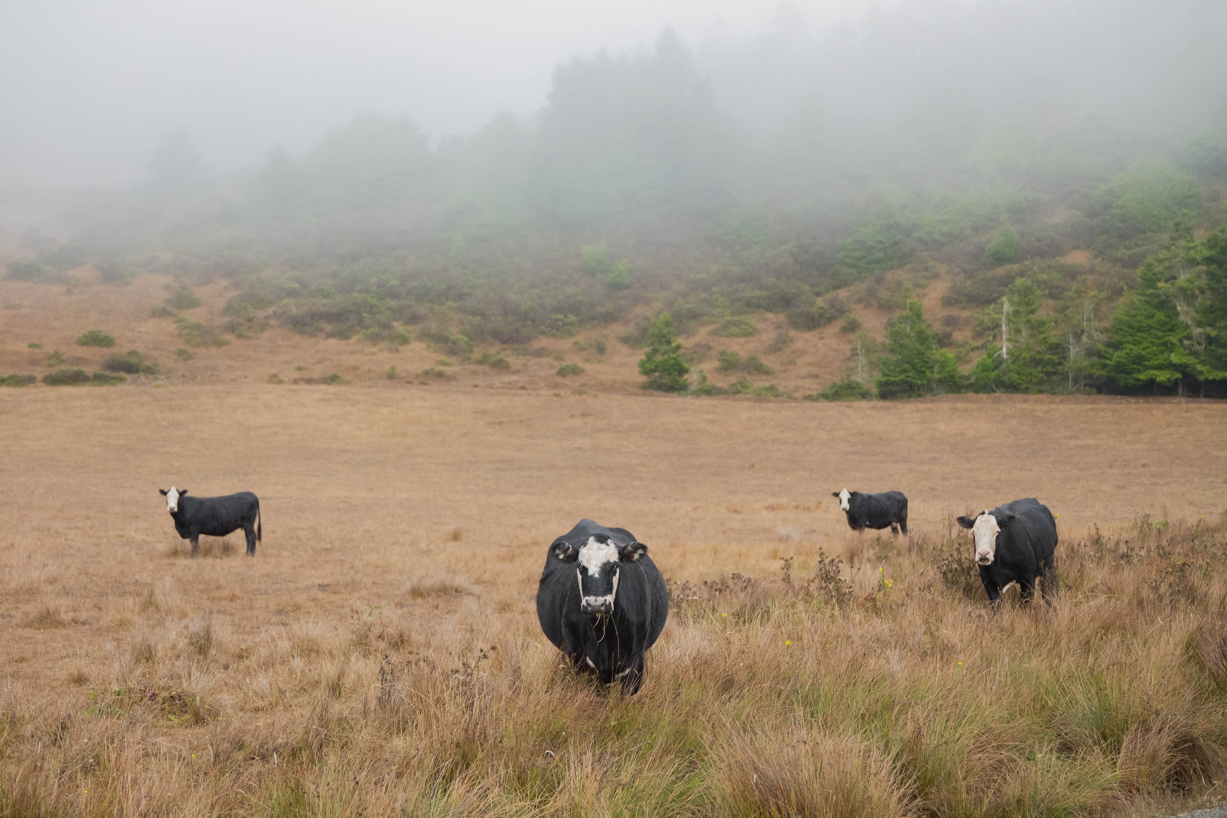 Fort Bragg, CA - Robbie Gene PhotographyL1030534.jpg