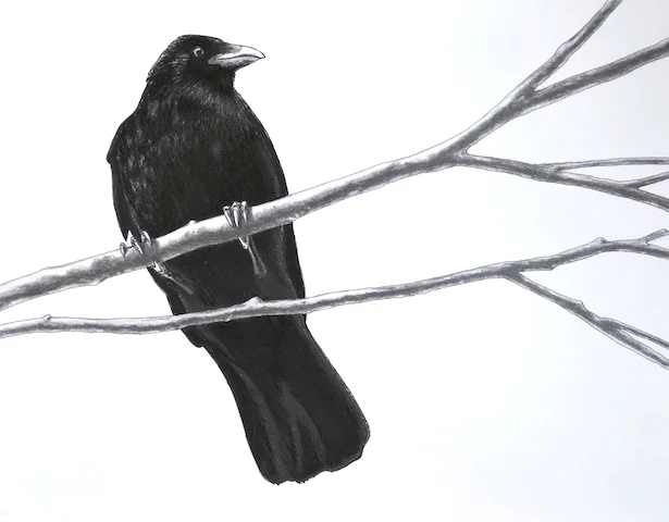 crow