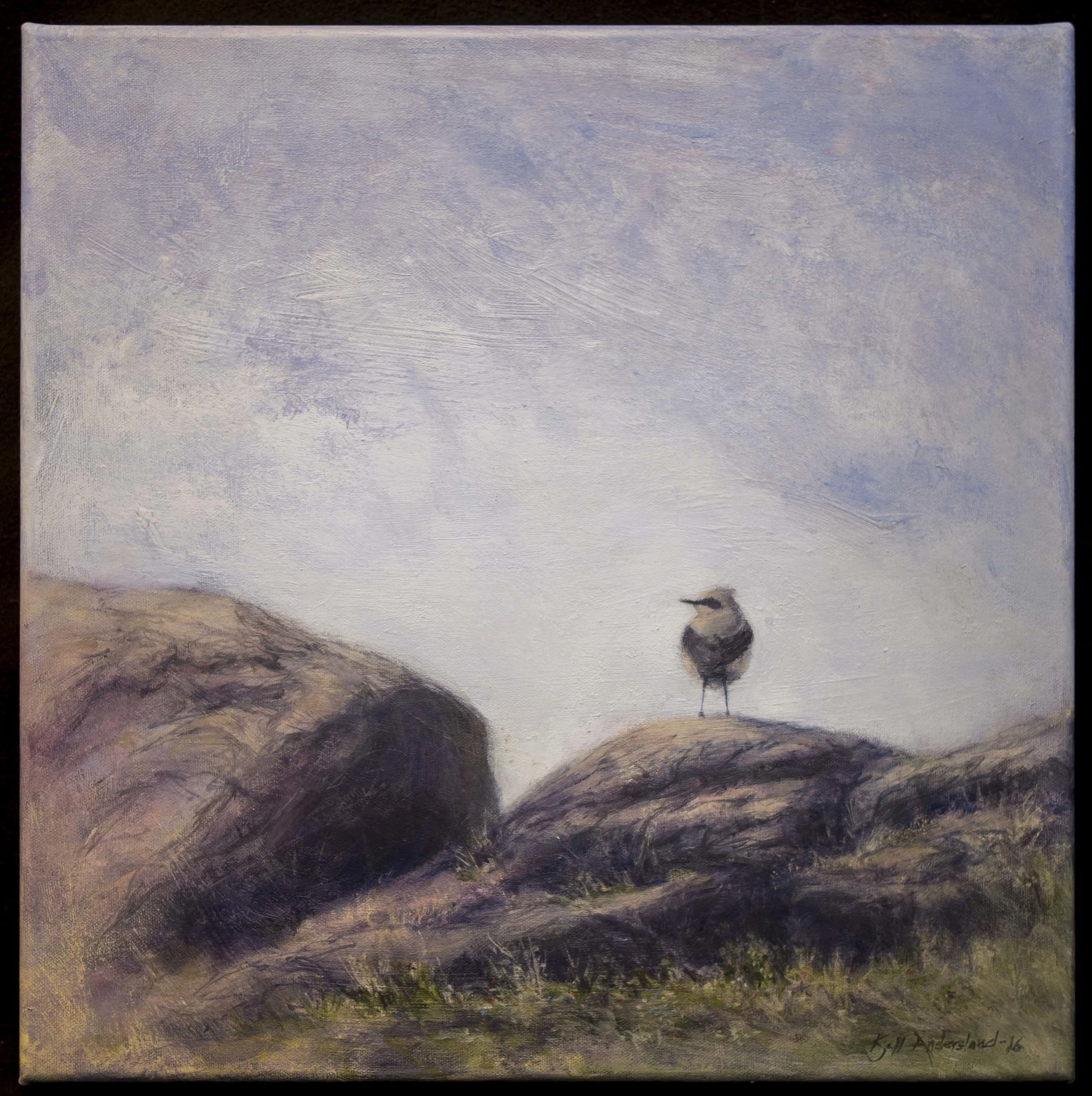 Steinskvett  /  Northern wheatear