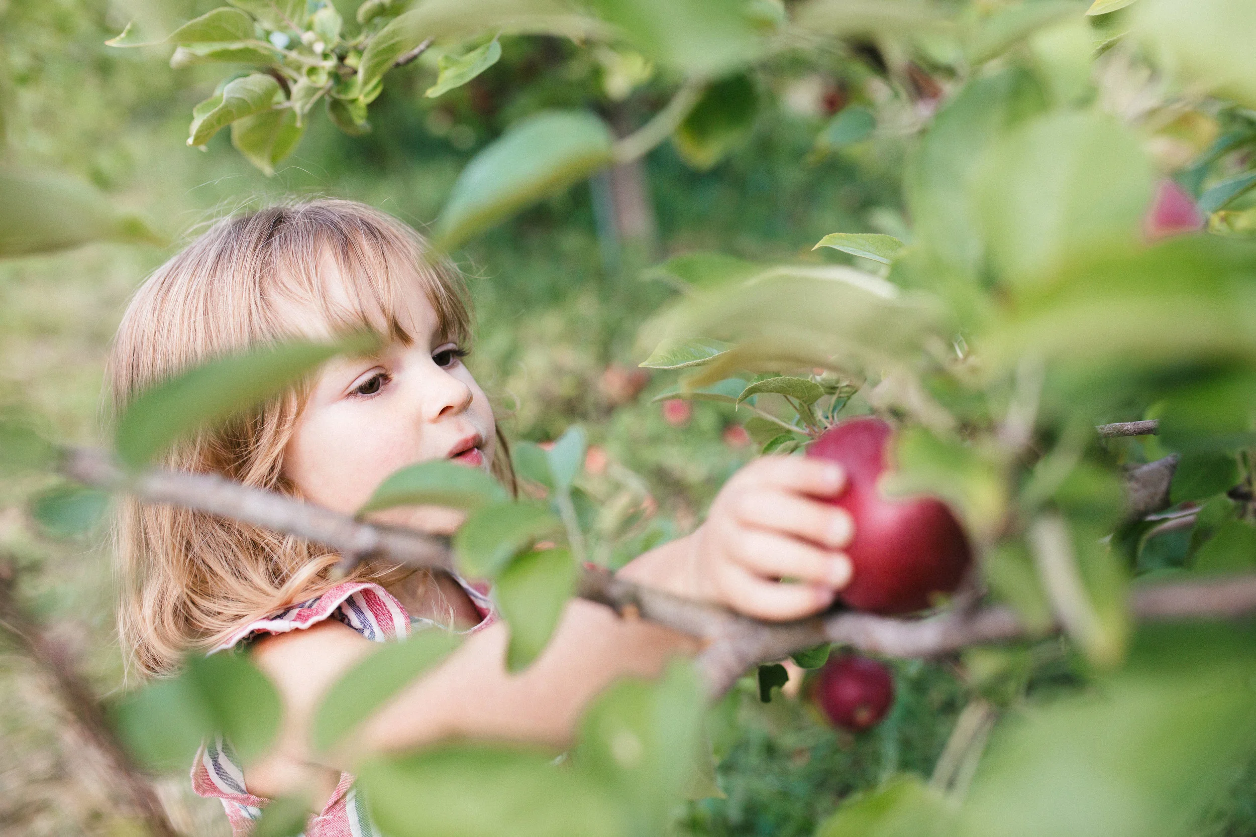 cami-apple-1-6.jpg