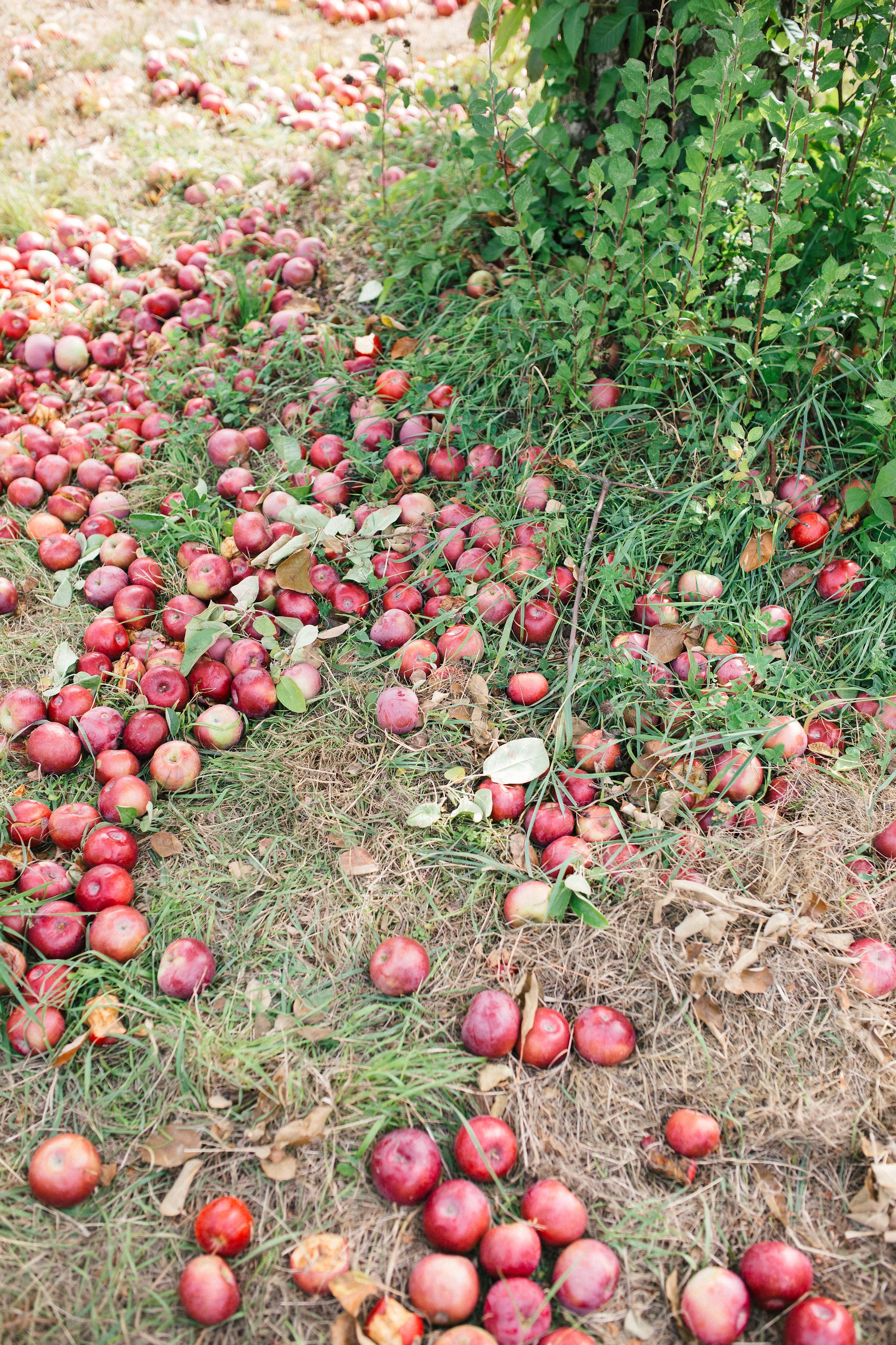cami-apple-3.jpg