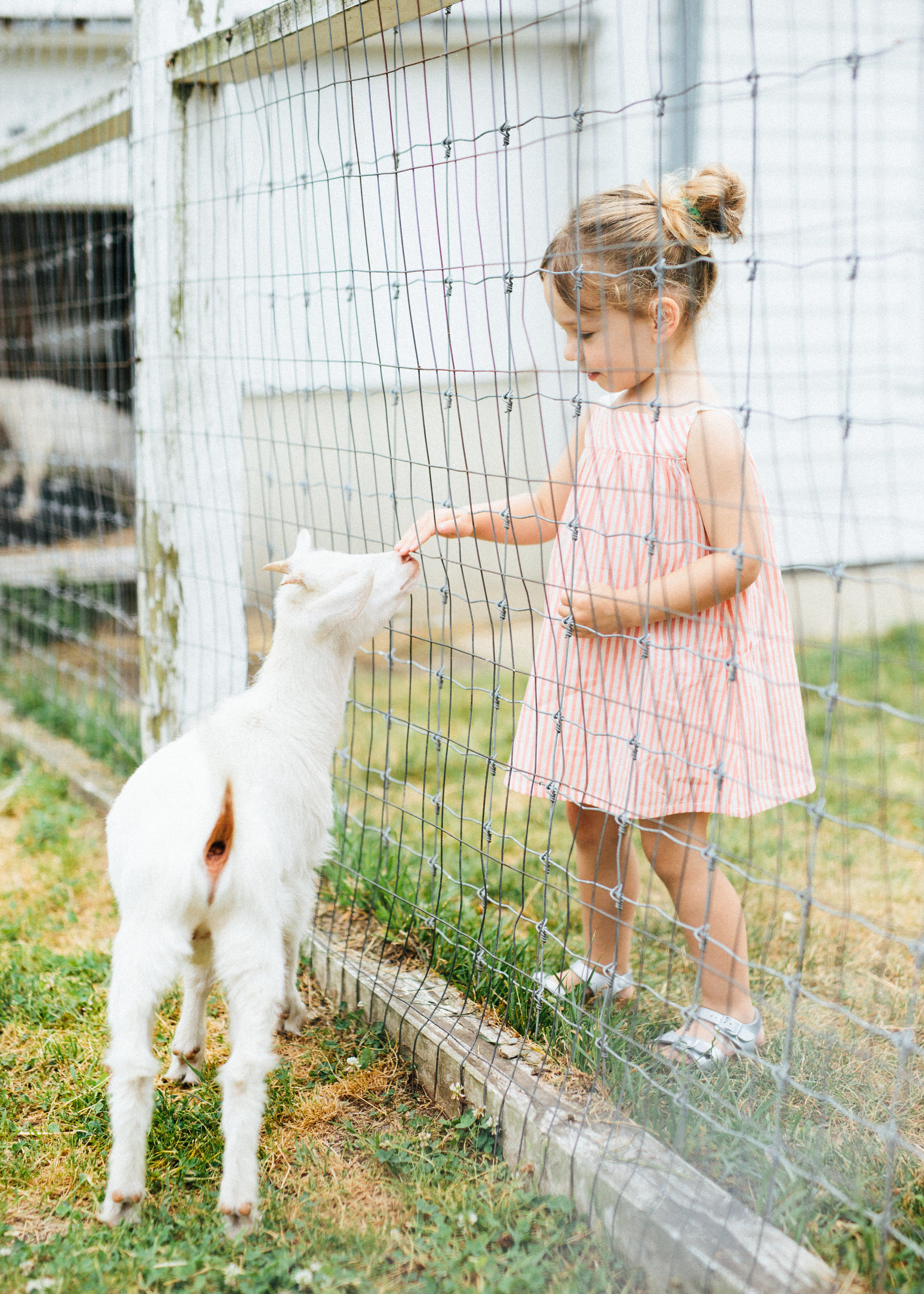 cami_muscoot-farm_westchester_new-york_child-photographer-15.jpg