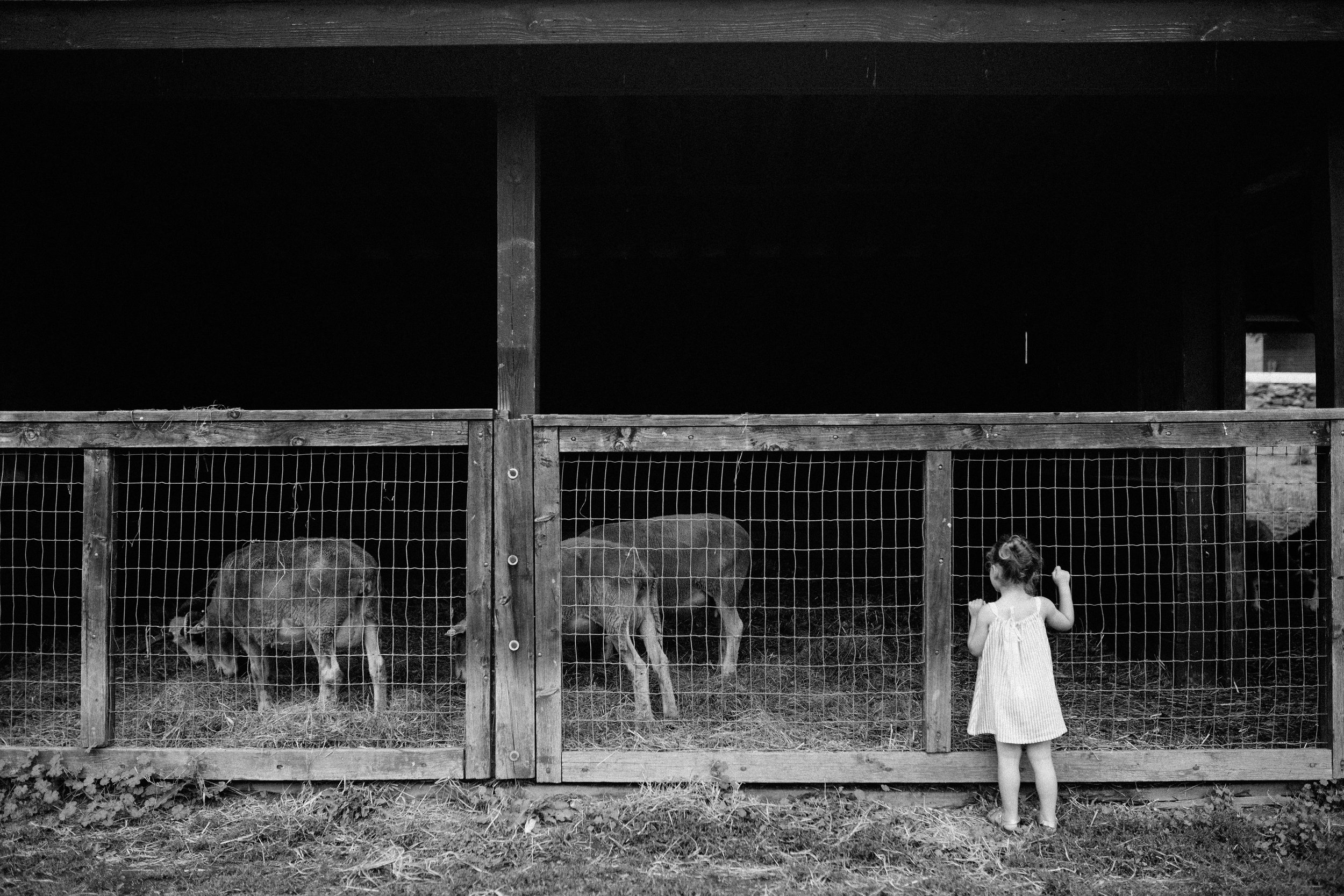 cami_muscoot-farm_westchester_new-york_child-photographer-18.jpg