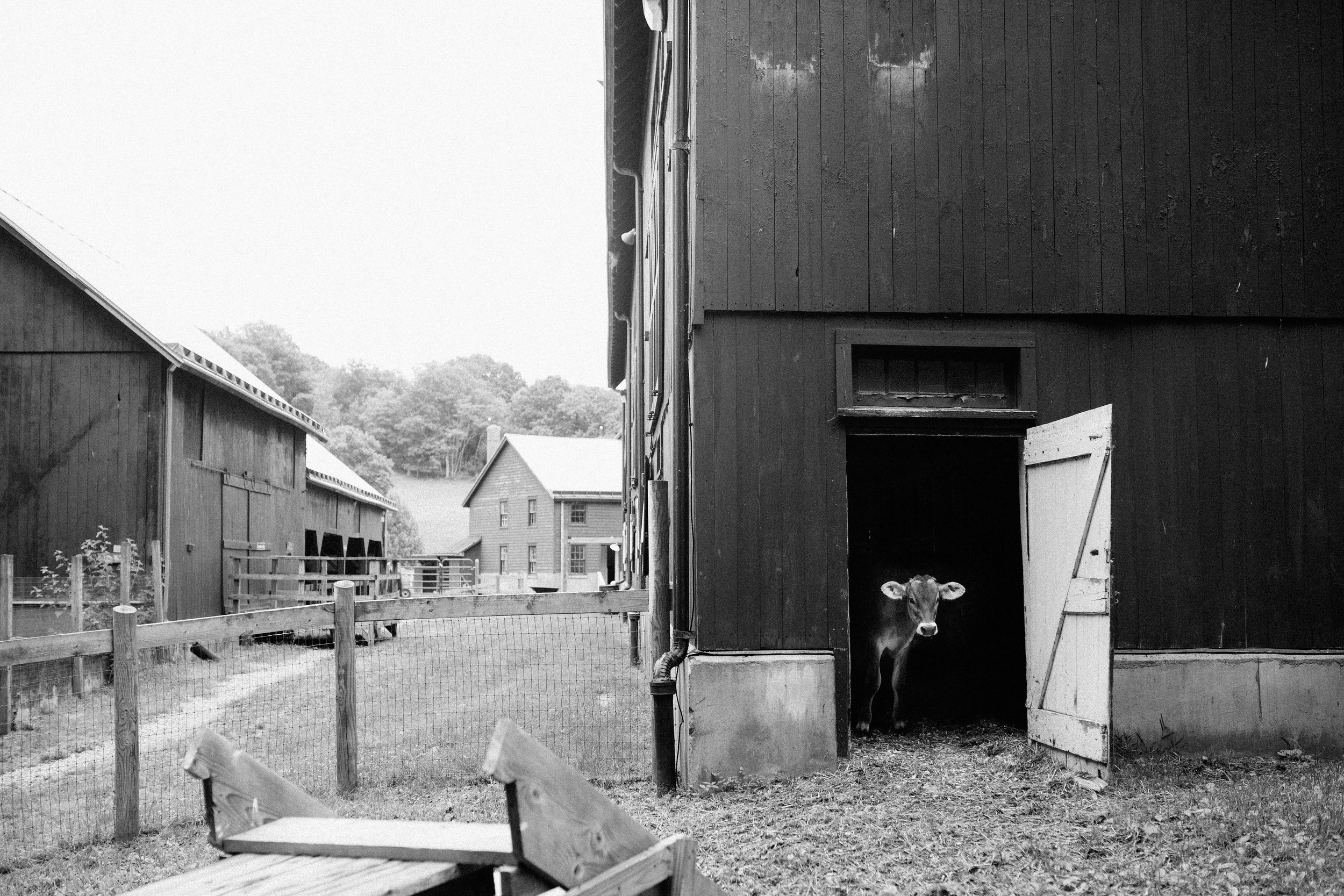 cami_muscoot-farm_westchester_new-york_child-photographer-28.jpg