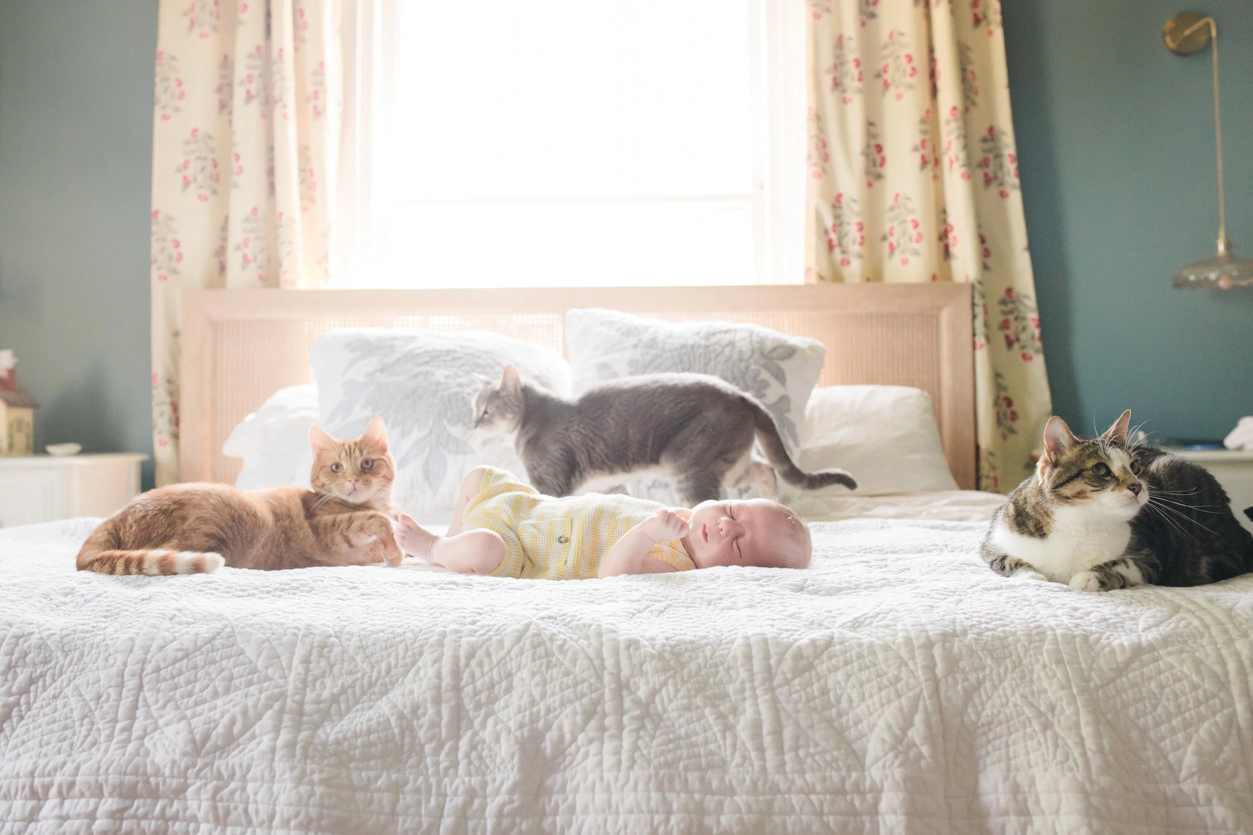 Baby F and his animal friends: Durham NC Family Photographer