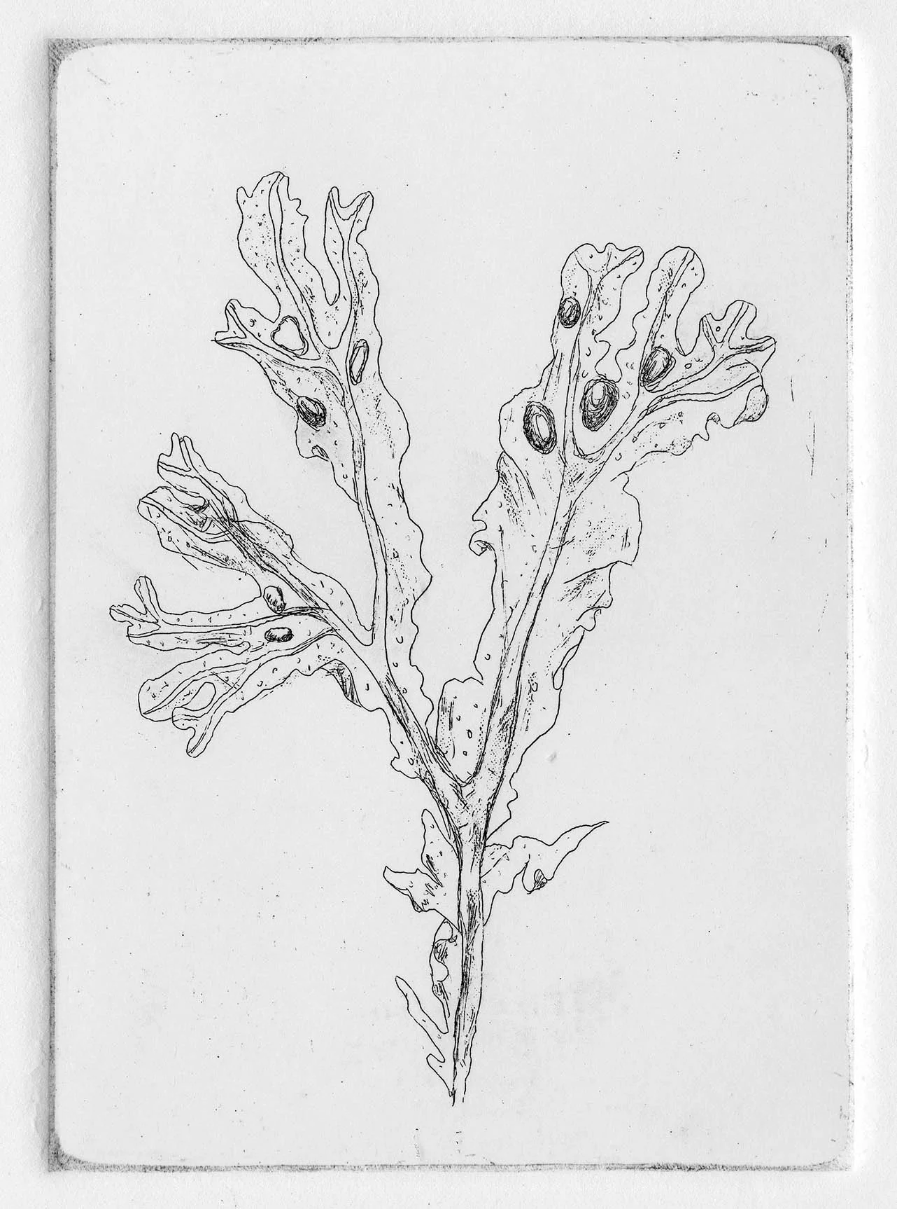 EJBowers_Etchingprint_Bladderwrack_2.jpg