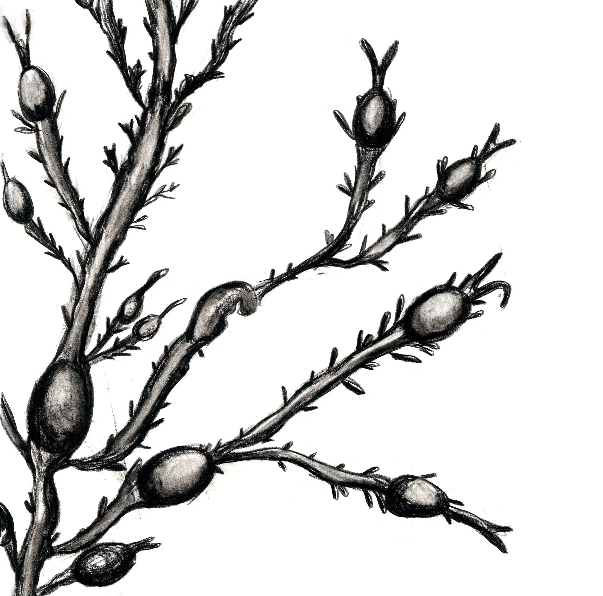 EJBowers_Charcoal_Seaweed_3.jpg