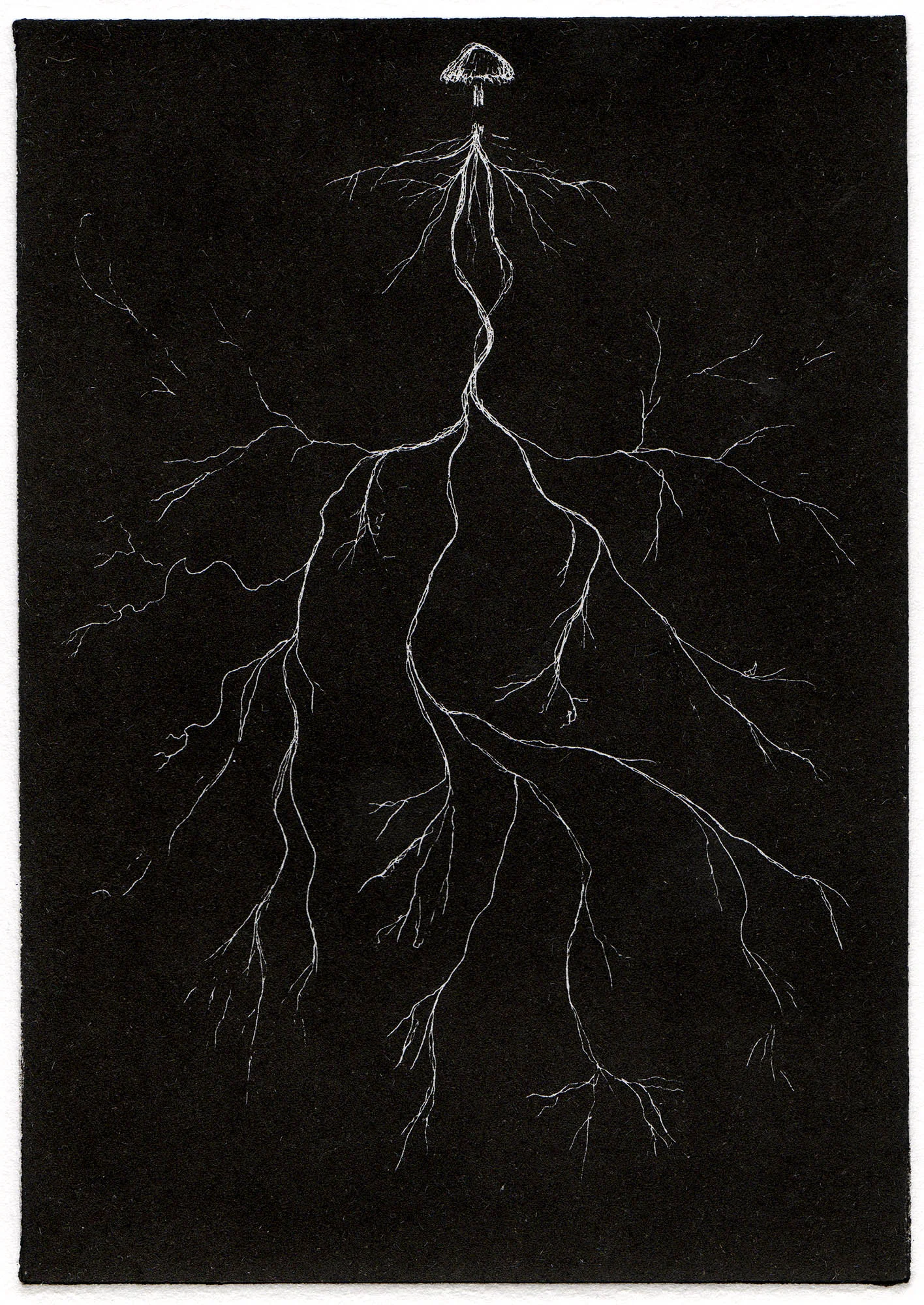 EJBowers_Etching_Fungi_4.jpg