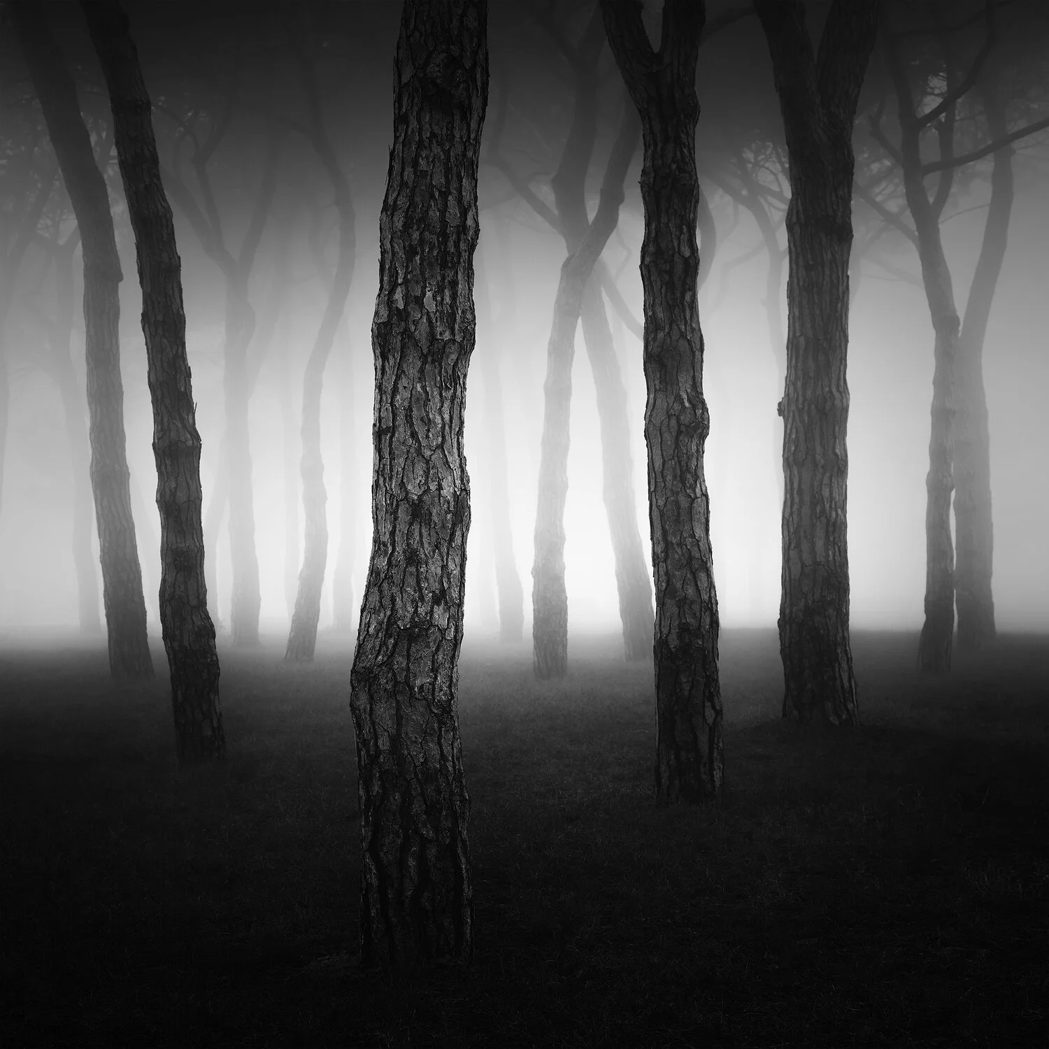 Enchanted Forest