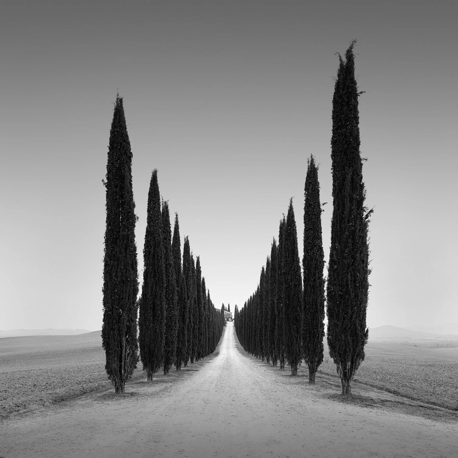 Poggio Covili Web.jpg