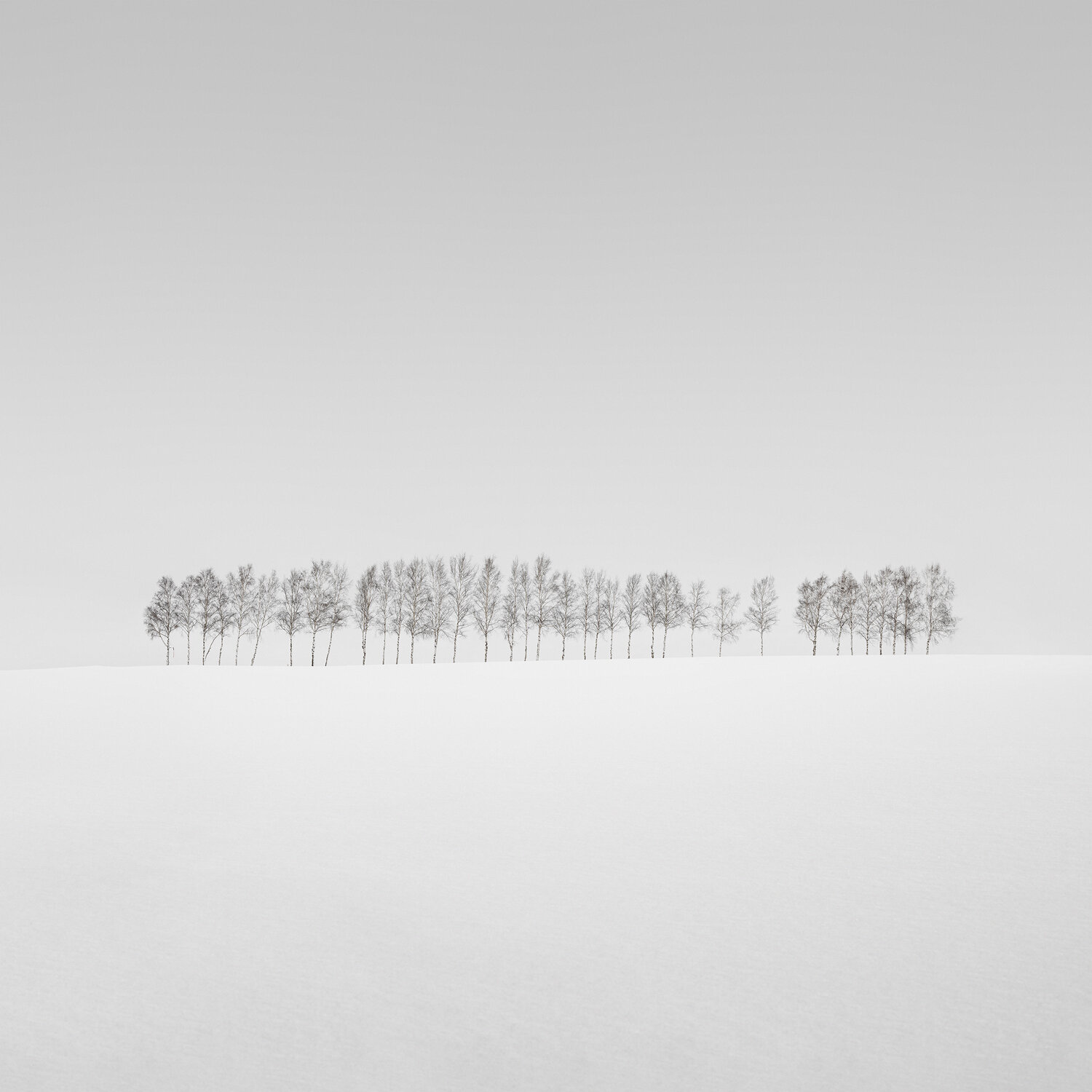 37 Trees