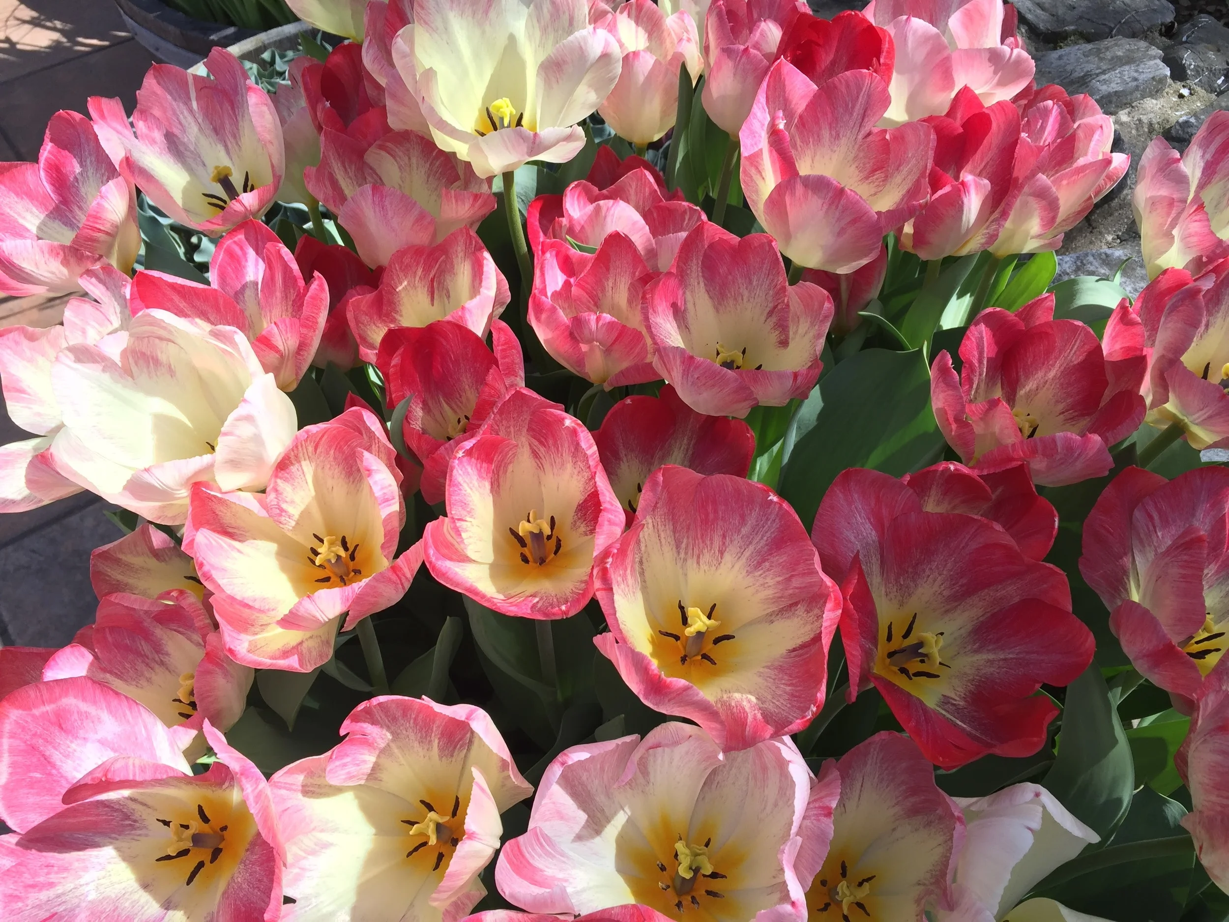 Day 80 - John 12  and  Revelation 3-4