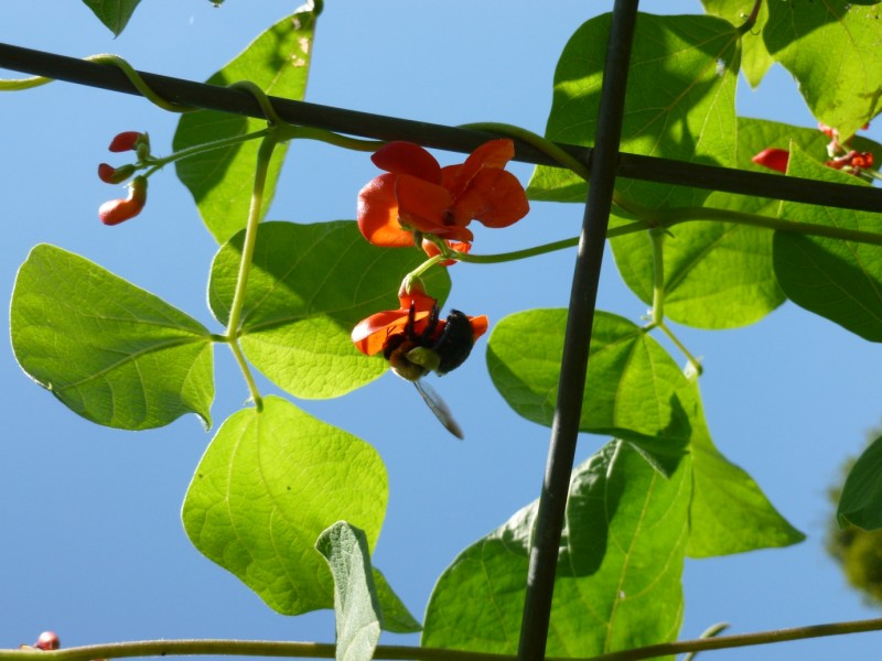 Bees like beans.