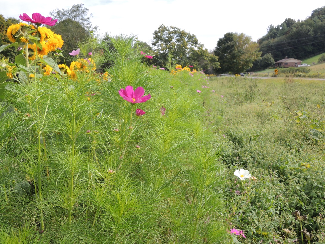 Late summer cosmos & sunflowers
