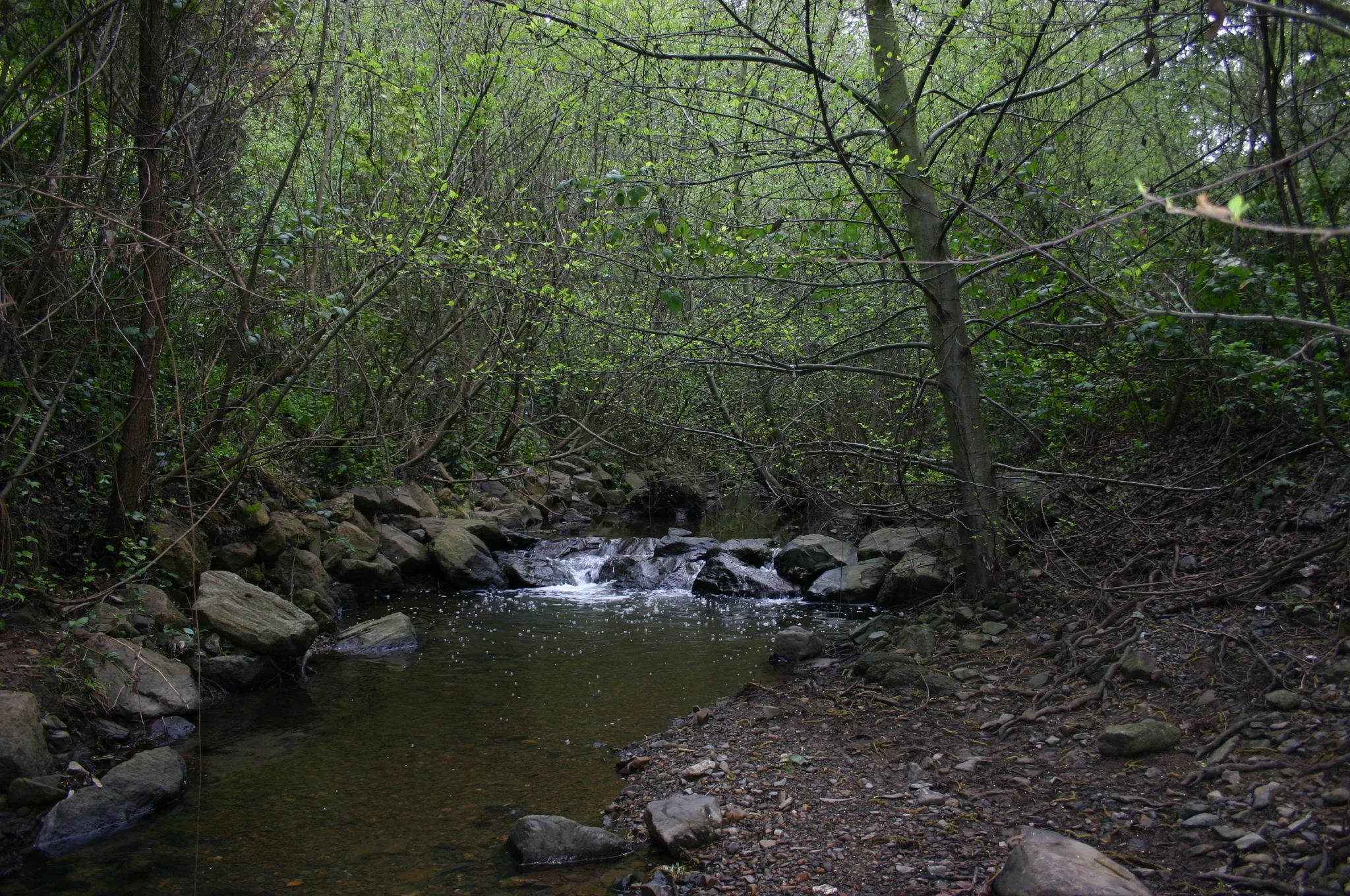 Sausal Creek Restoration at Dimond Canyon