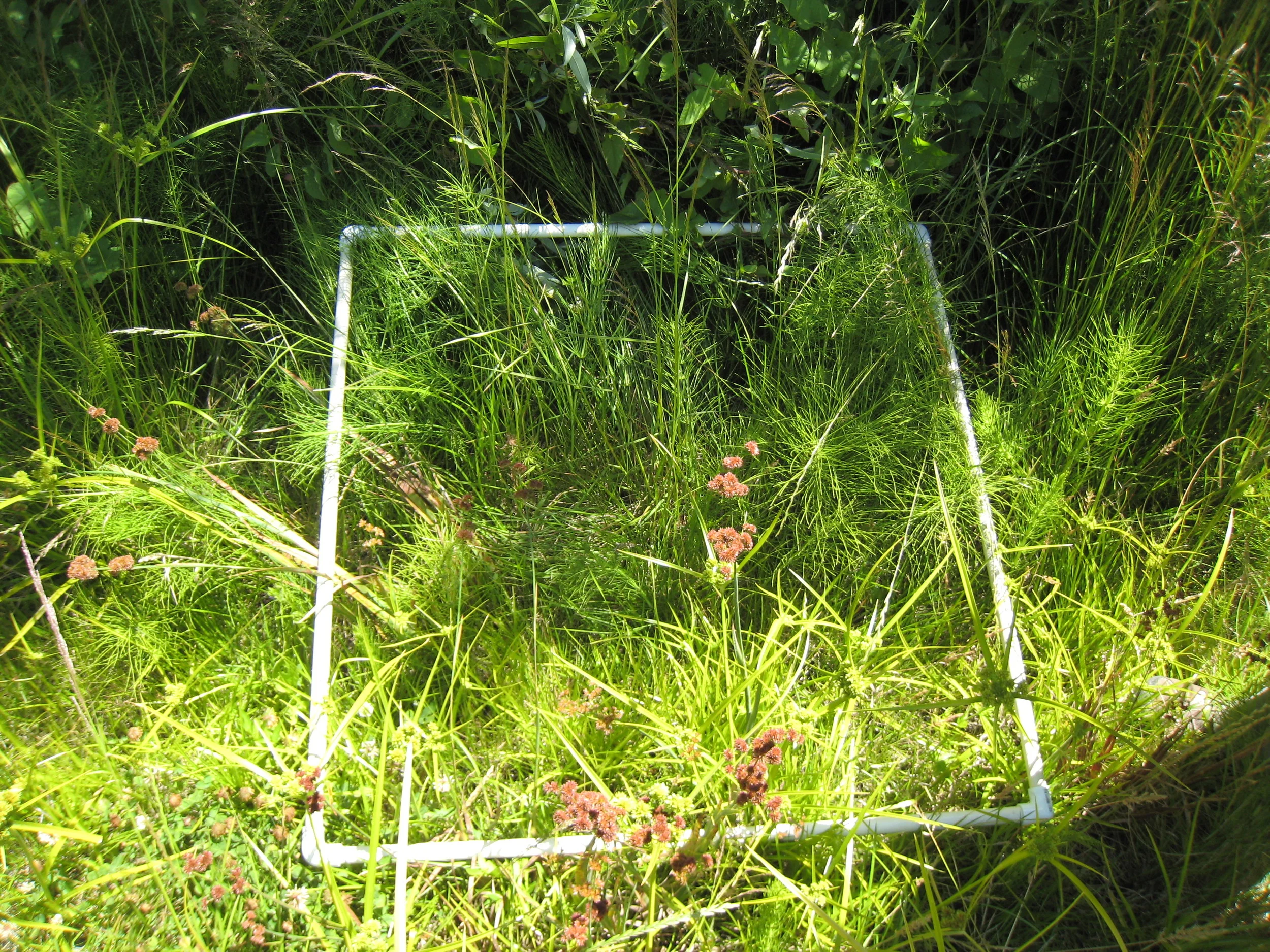 Vegetation Monitoring