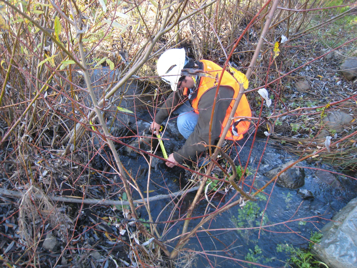 Wildcat Creek at Tilden Park Golf Course, East Bay Regional Park District