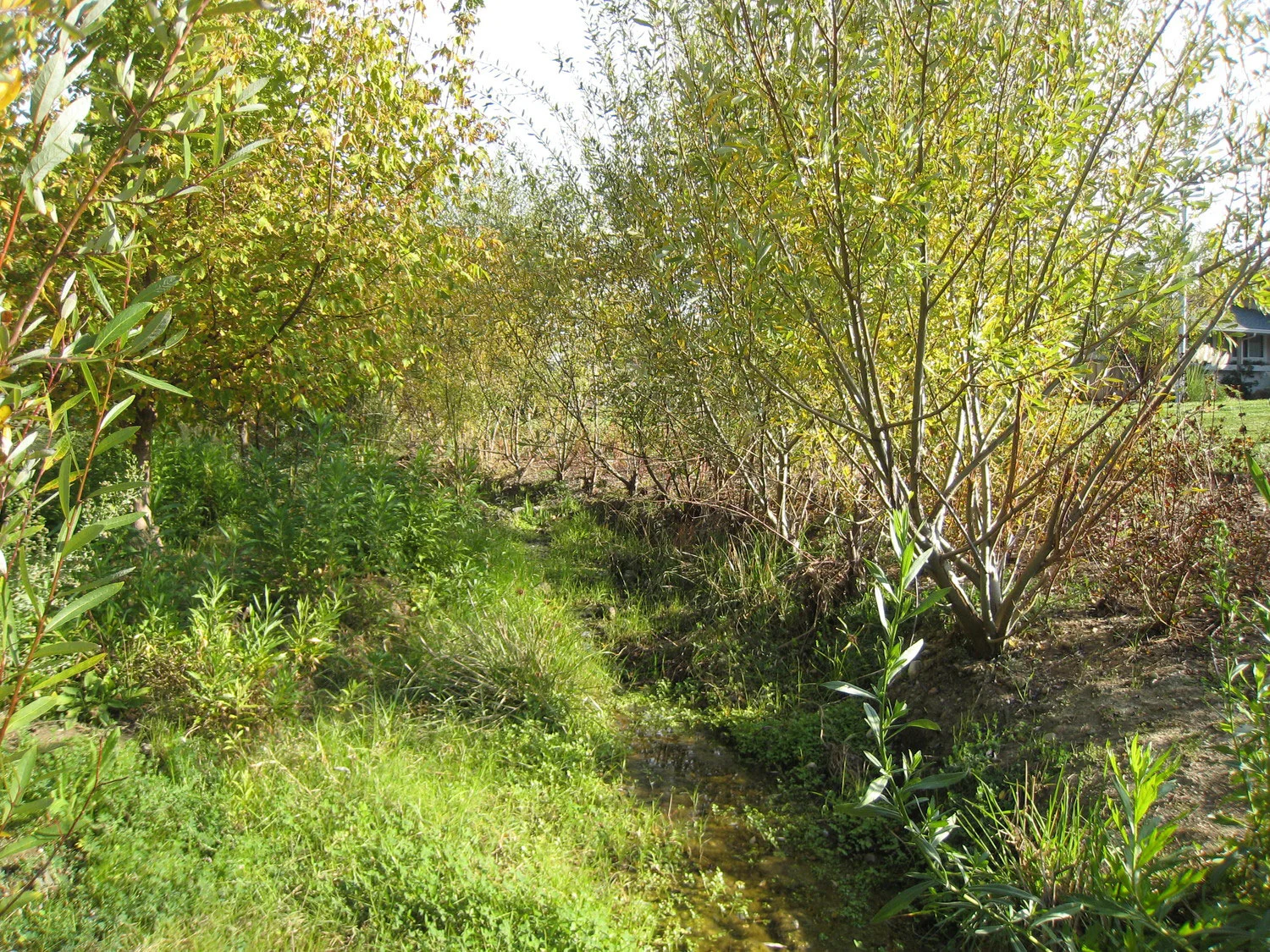 Kottinger Creek Park Improvements, City of Pleasanton