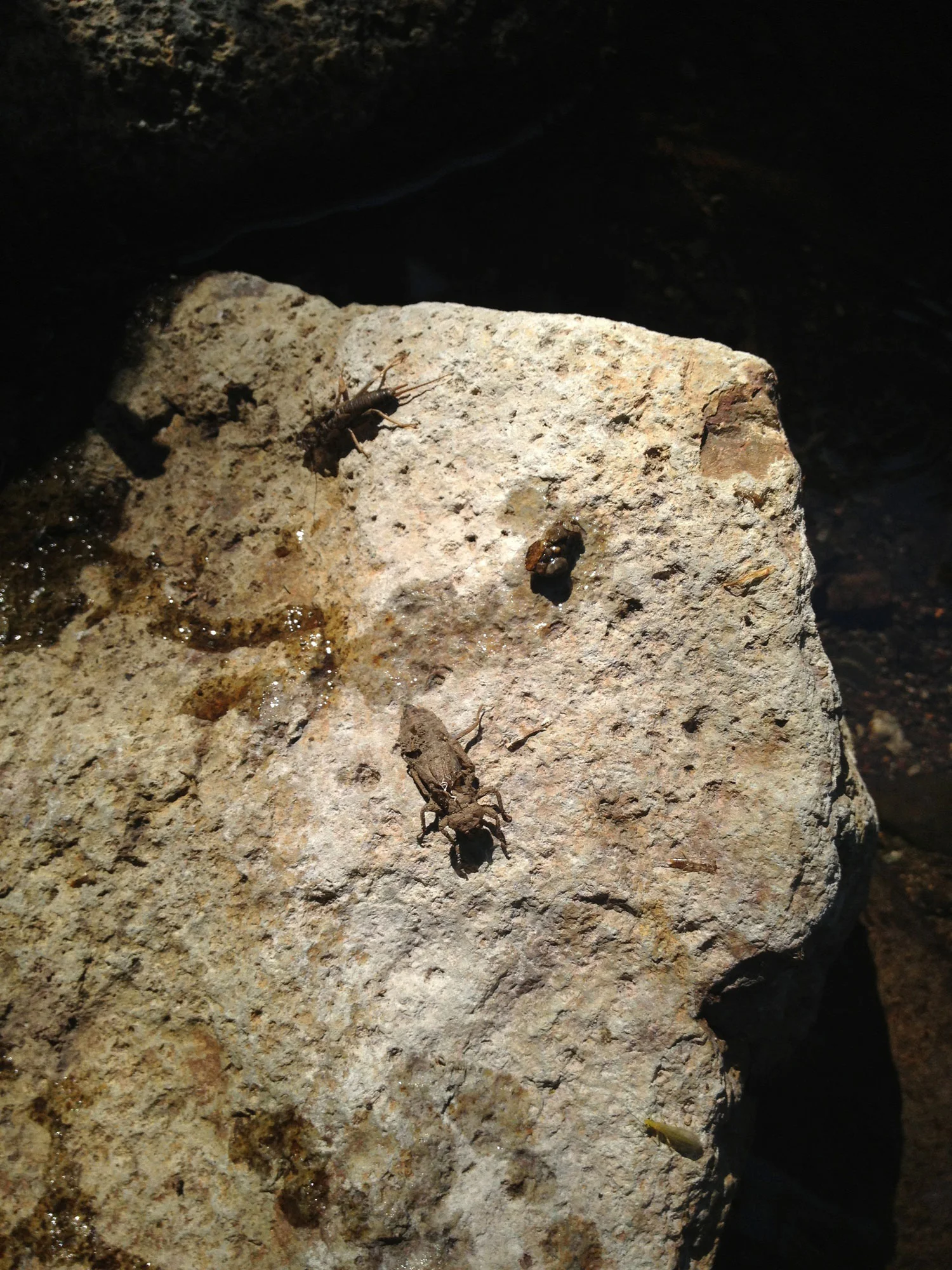 Benthic Macroinvertebrate Bioassessments