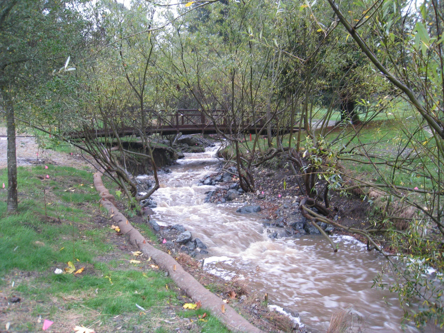 Wildcat Creek at Tilden Park Golf Course, East Bay Regional Park District