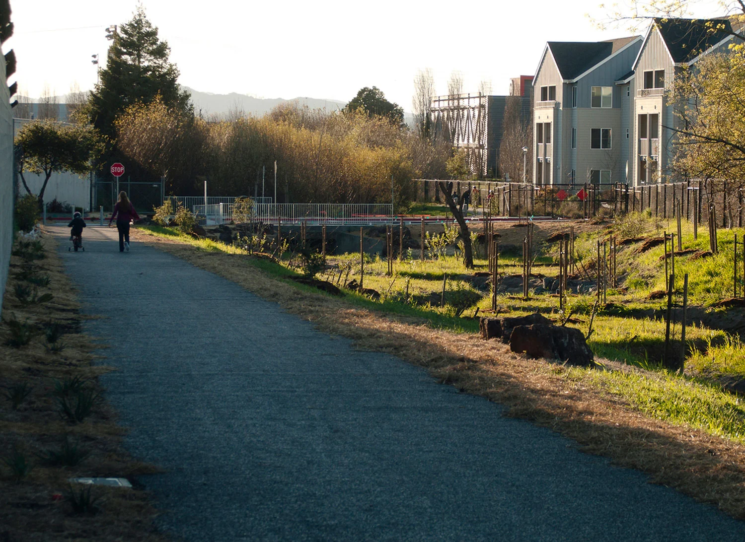 Codornices Creek Phase III, City of Albany