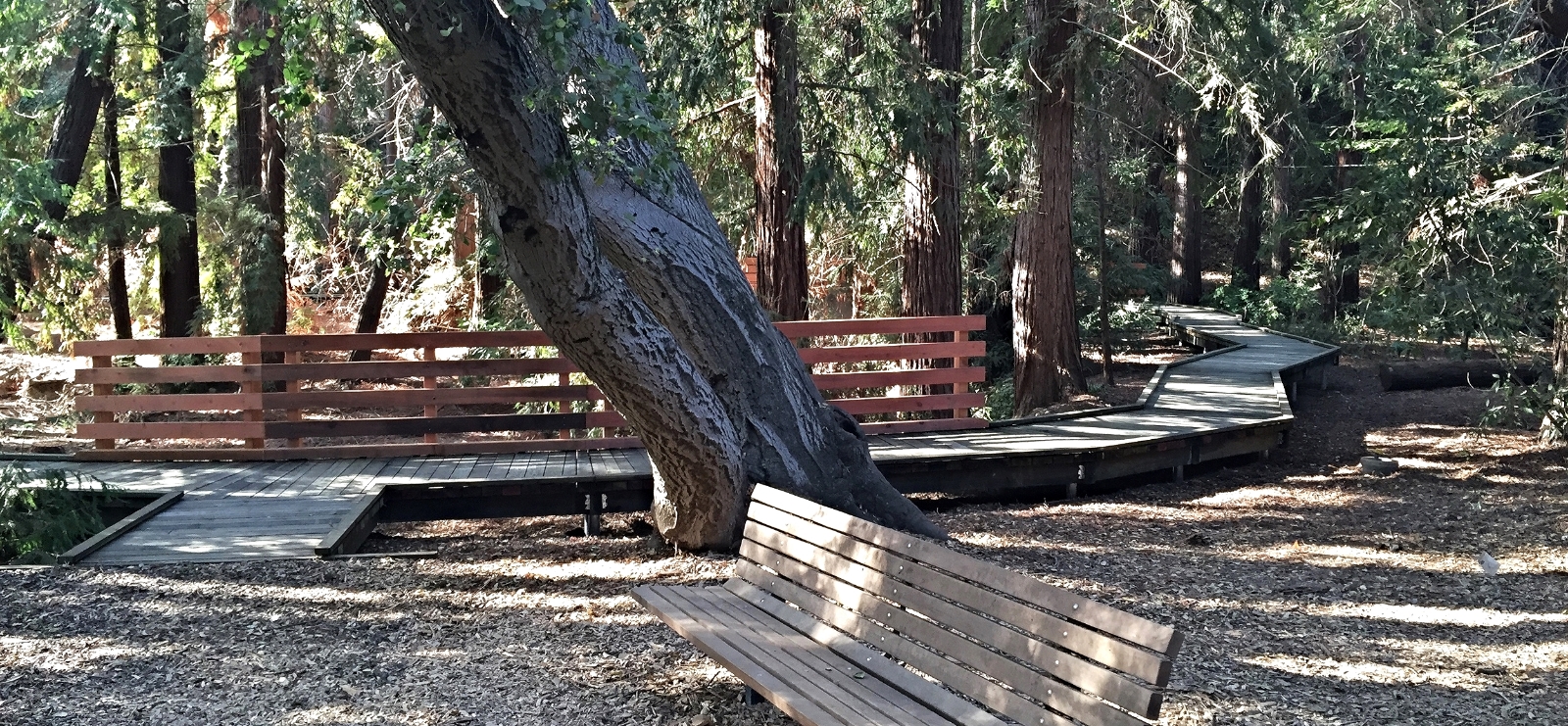 Redwood Grove, City of Los Altos