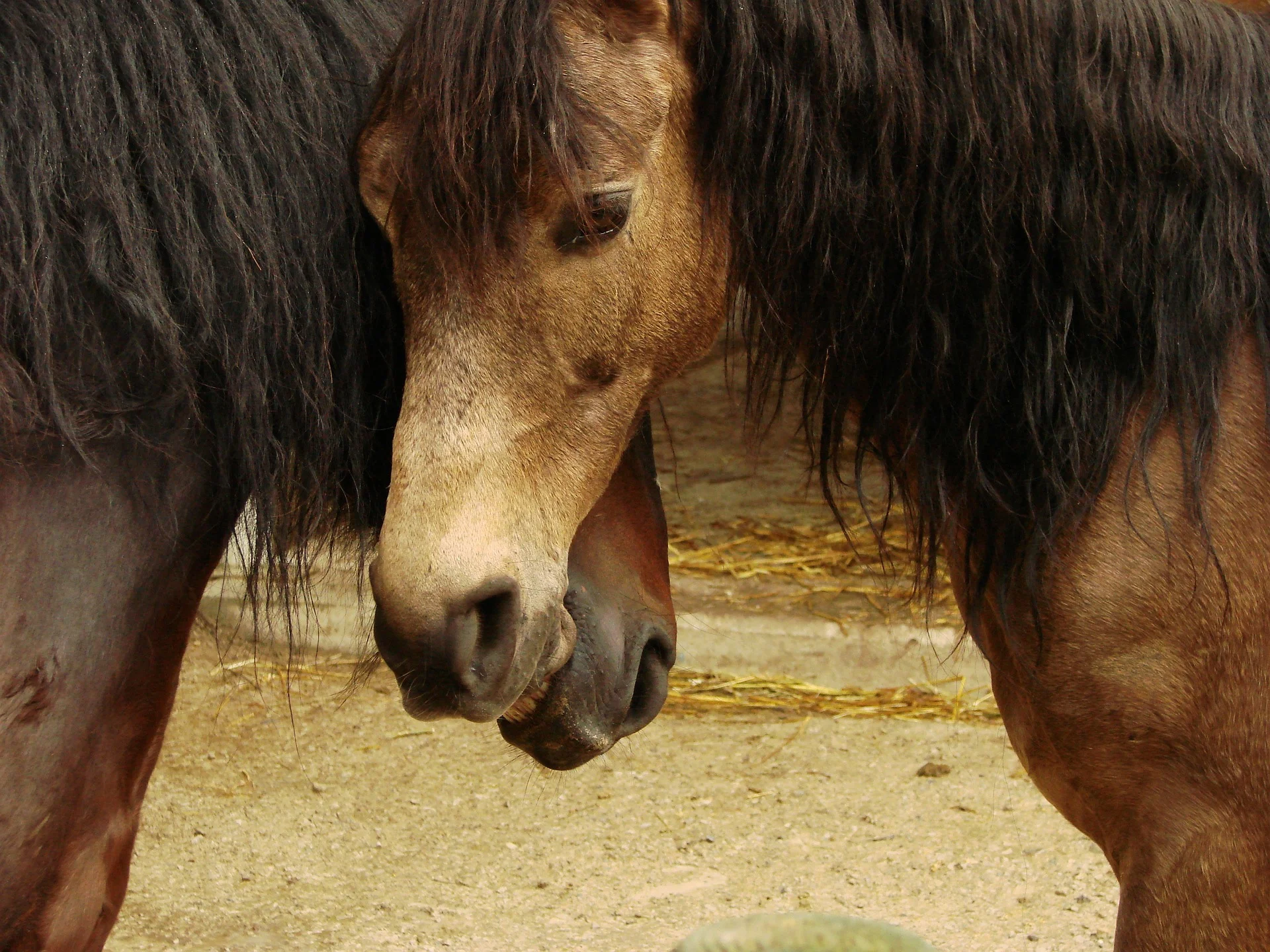 horse-110073_1920.jpg