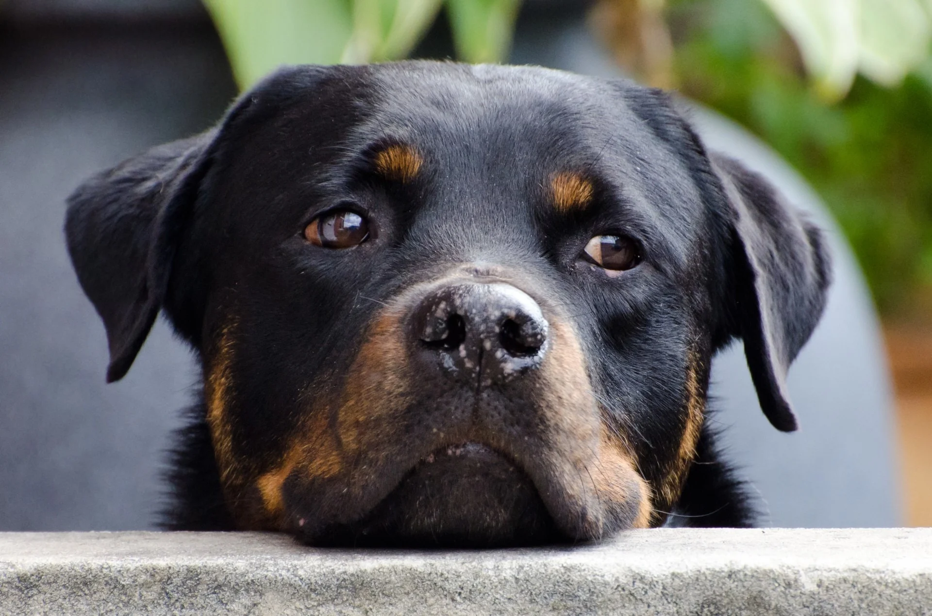 dog-218965.jpg