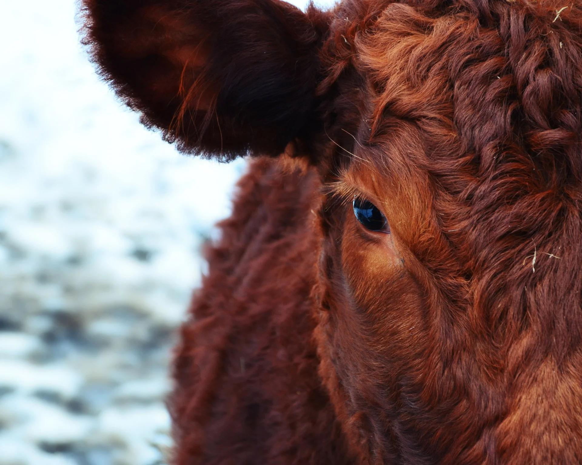 cow-174822_1920.jpg