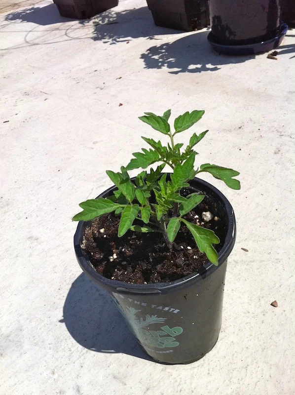 tomato2.jpg