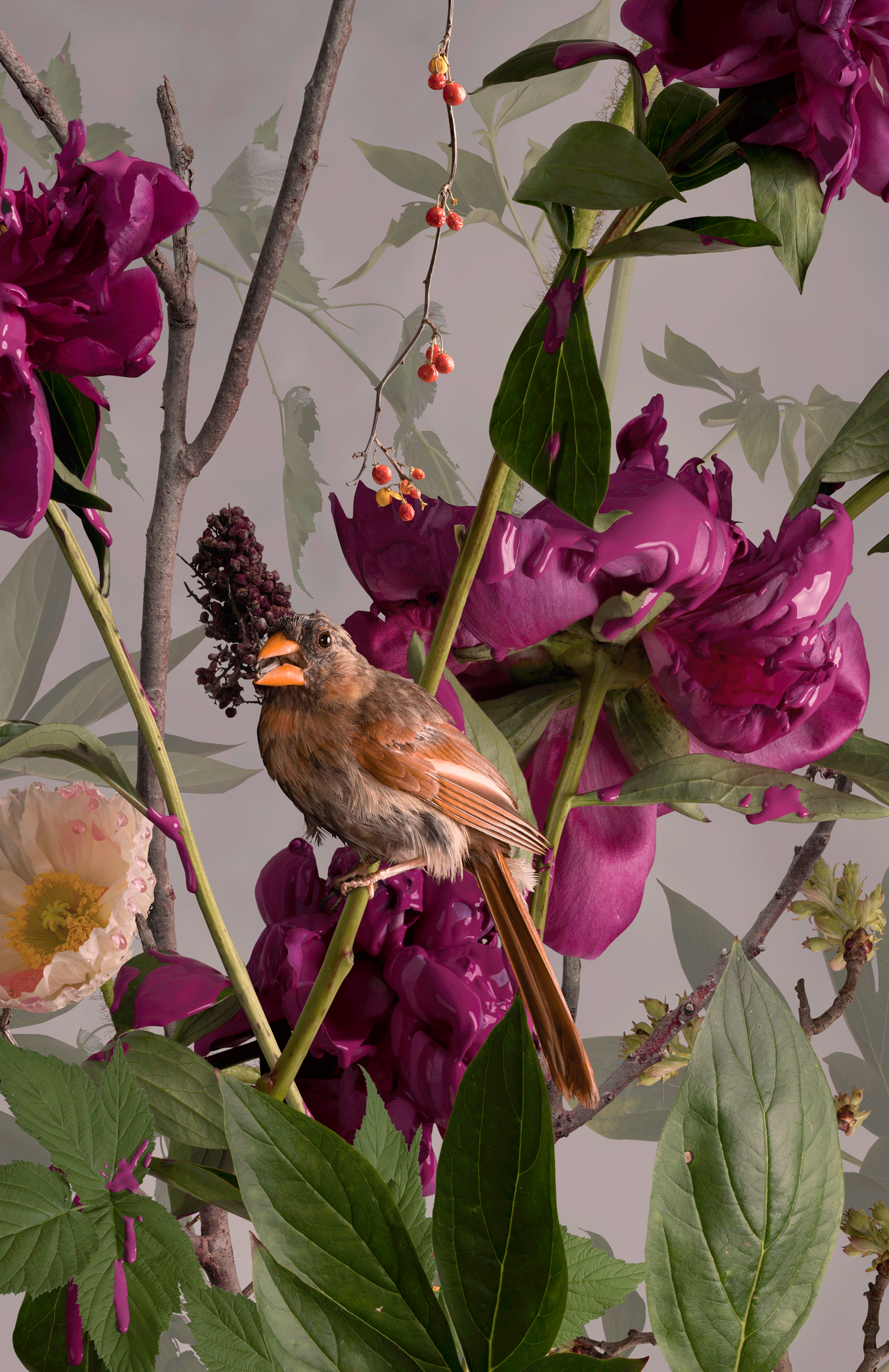 Cardinals and Cream (detail)