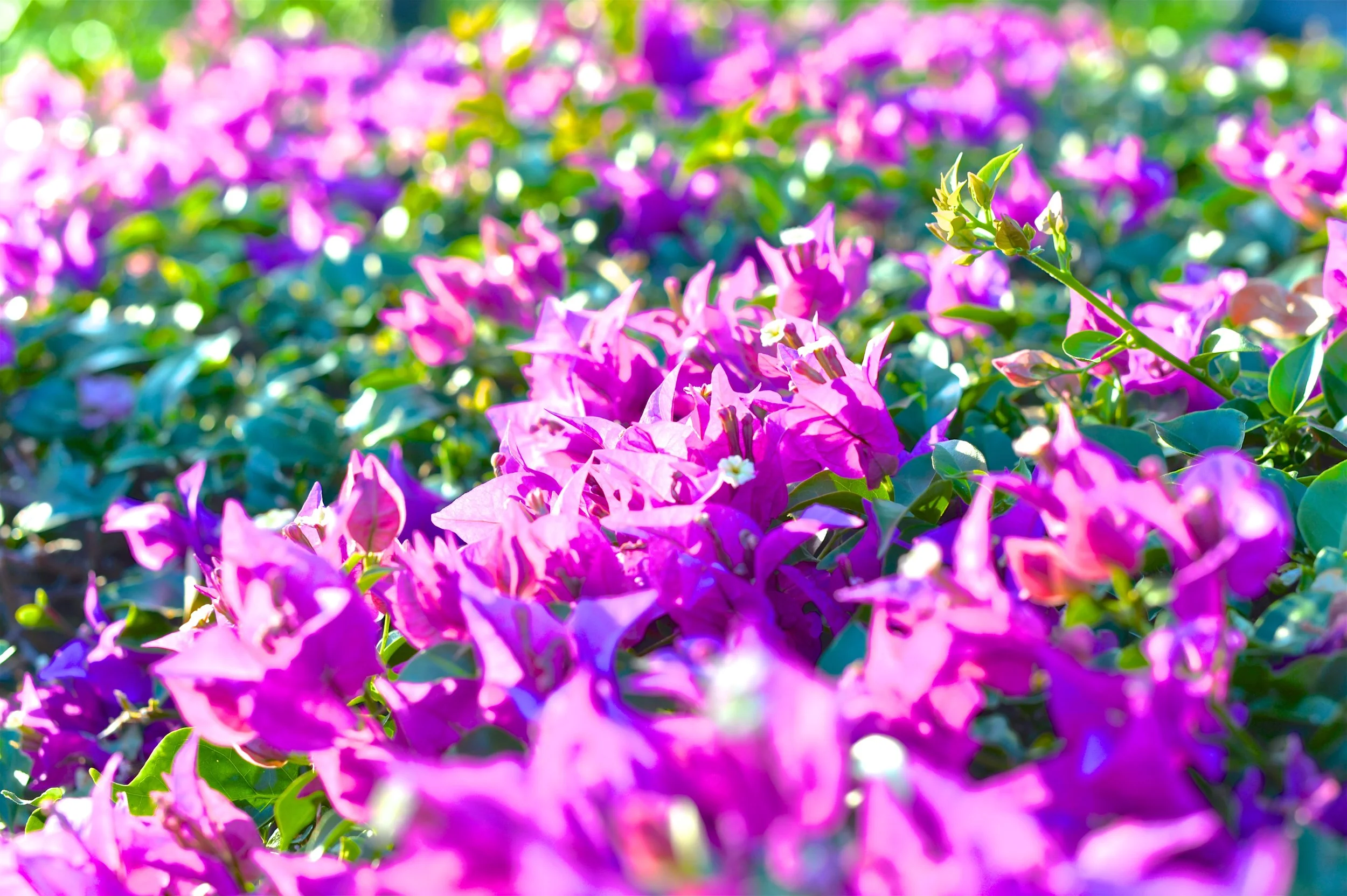 DSC_3365.jpg