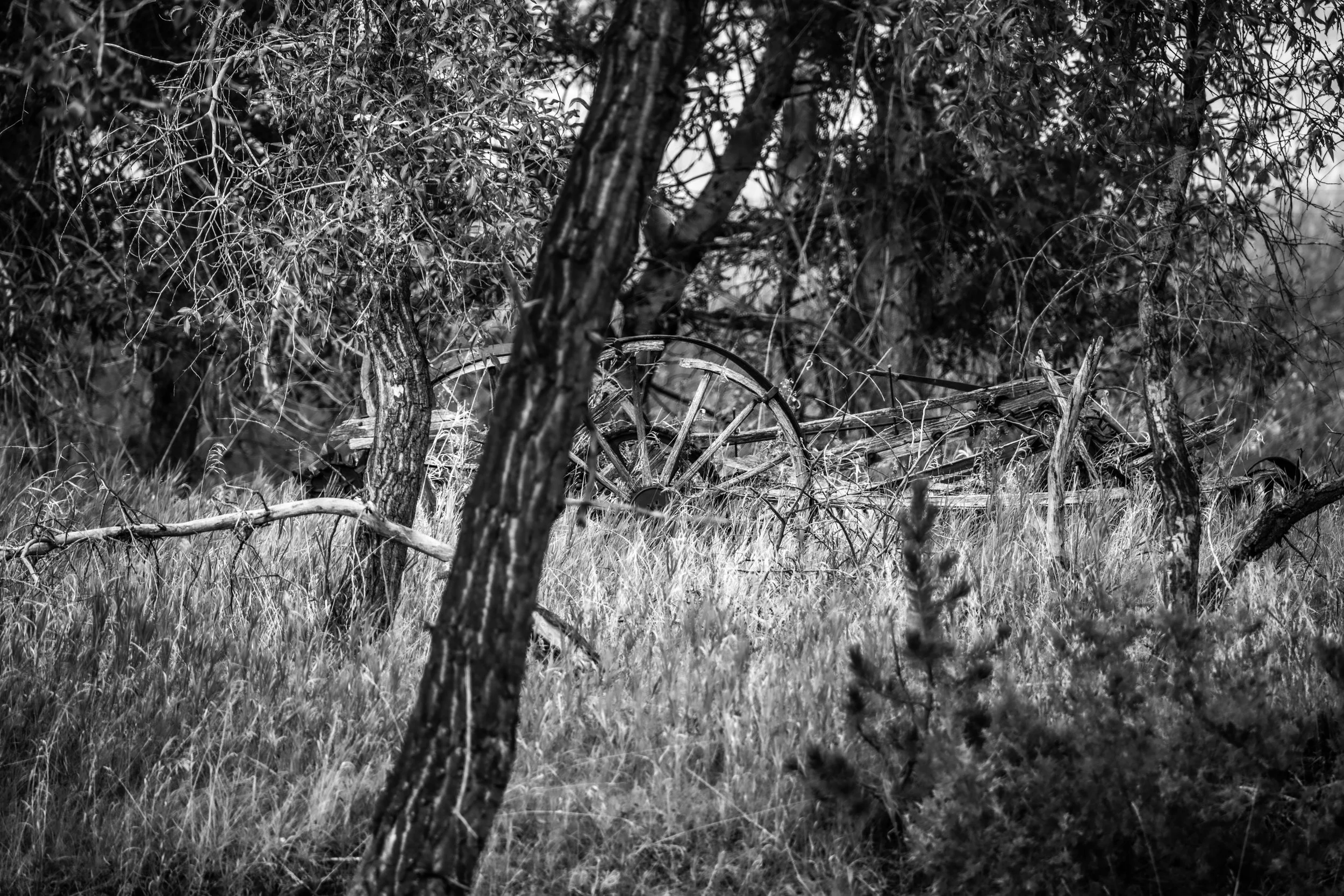 _DSC9879.jpg